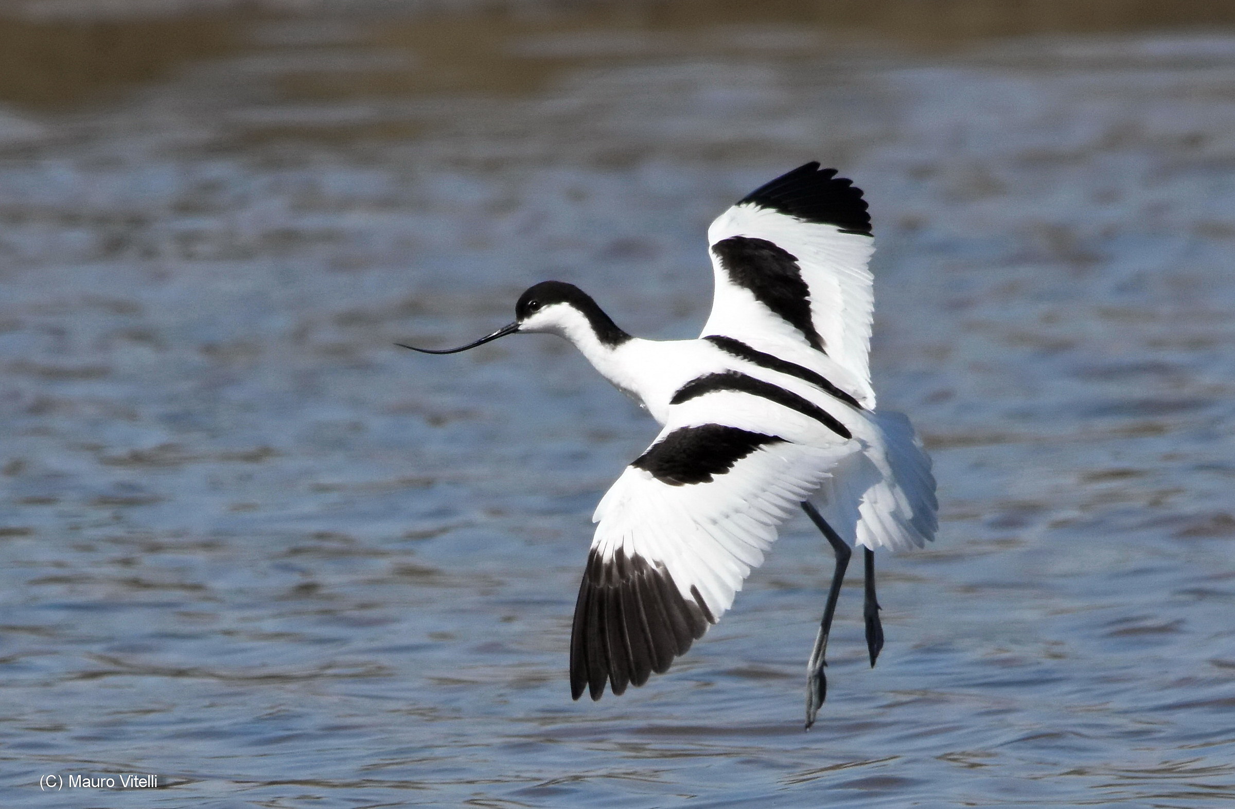 Avocet landing