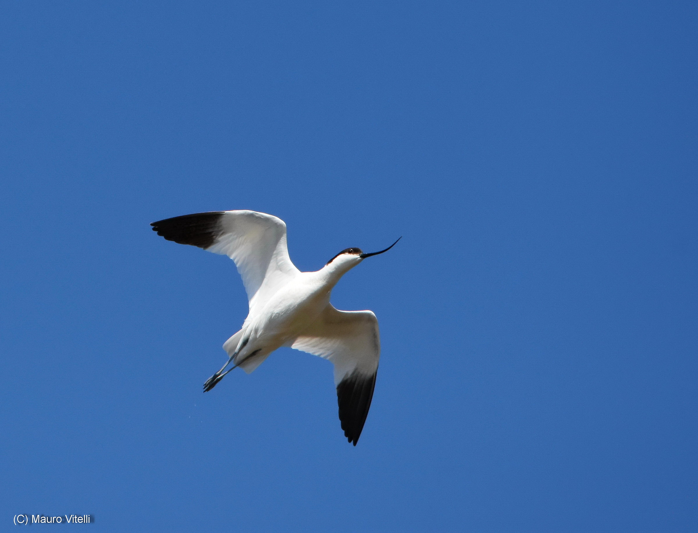 Avocet in flight