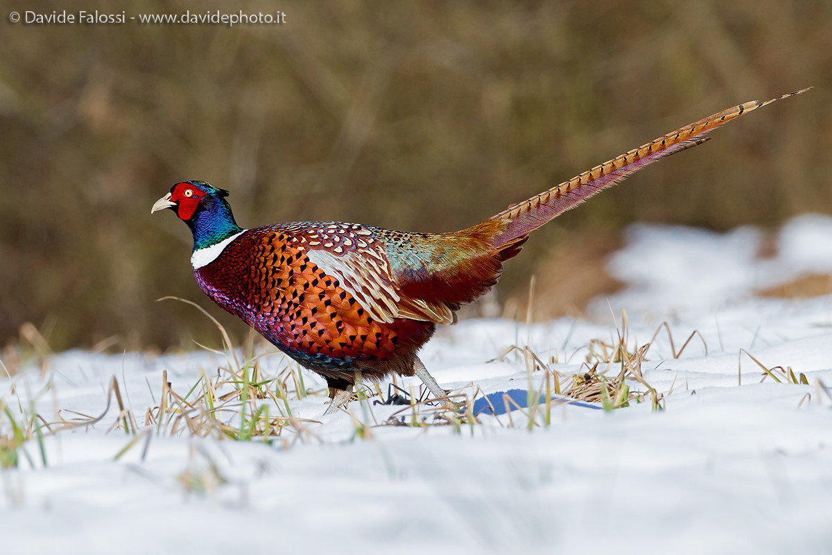 pheasant snowy