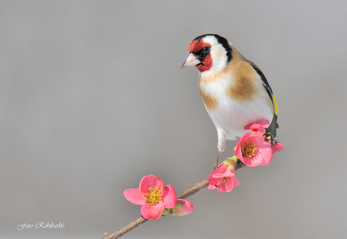 Goldfinch ... Pasquale ...