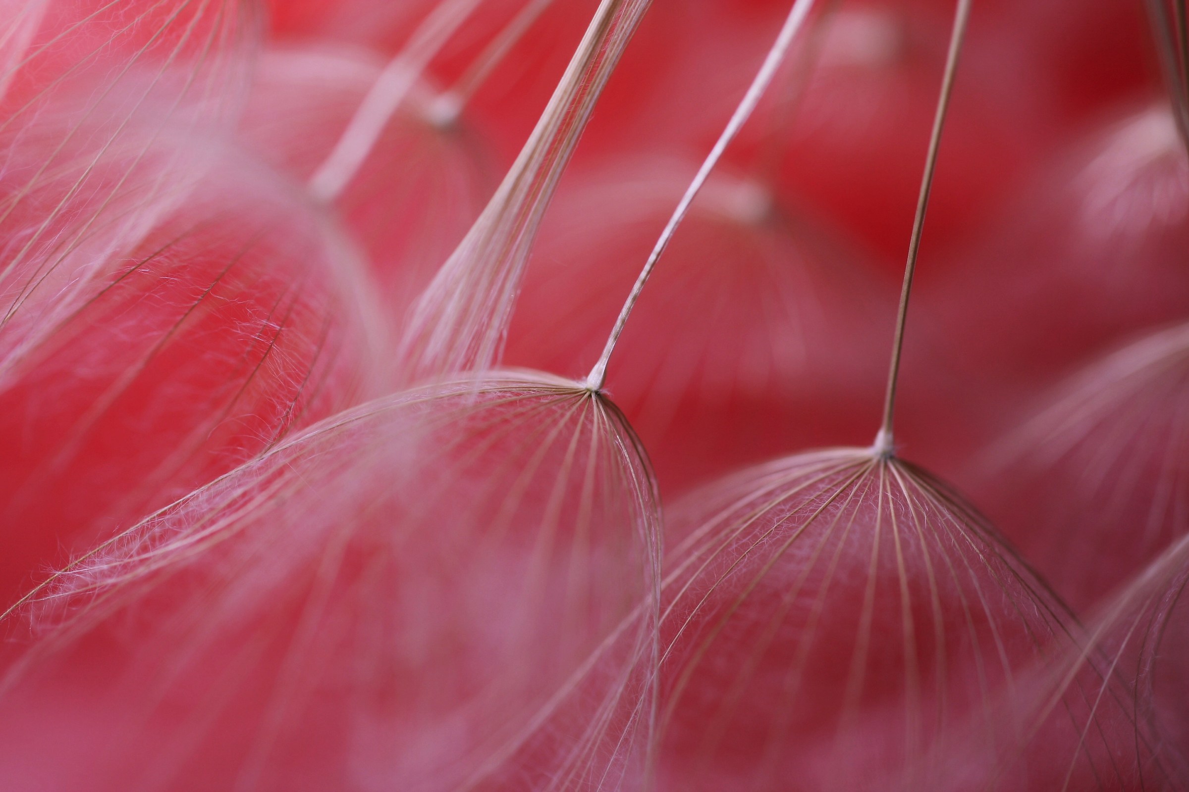 Echelon (red version)