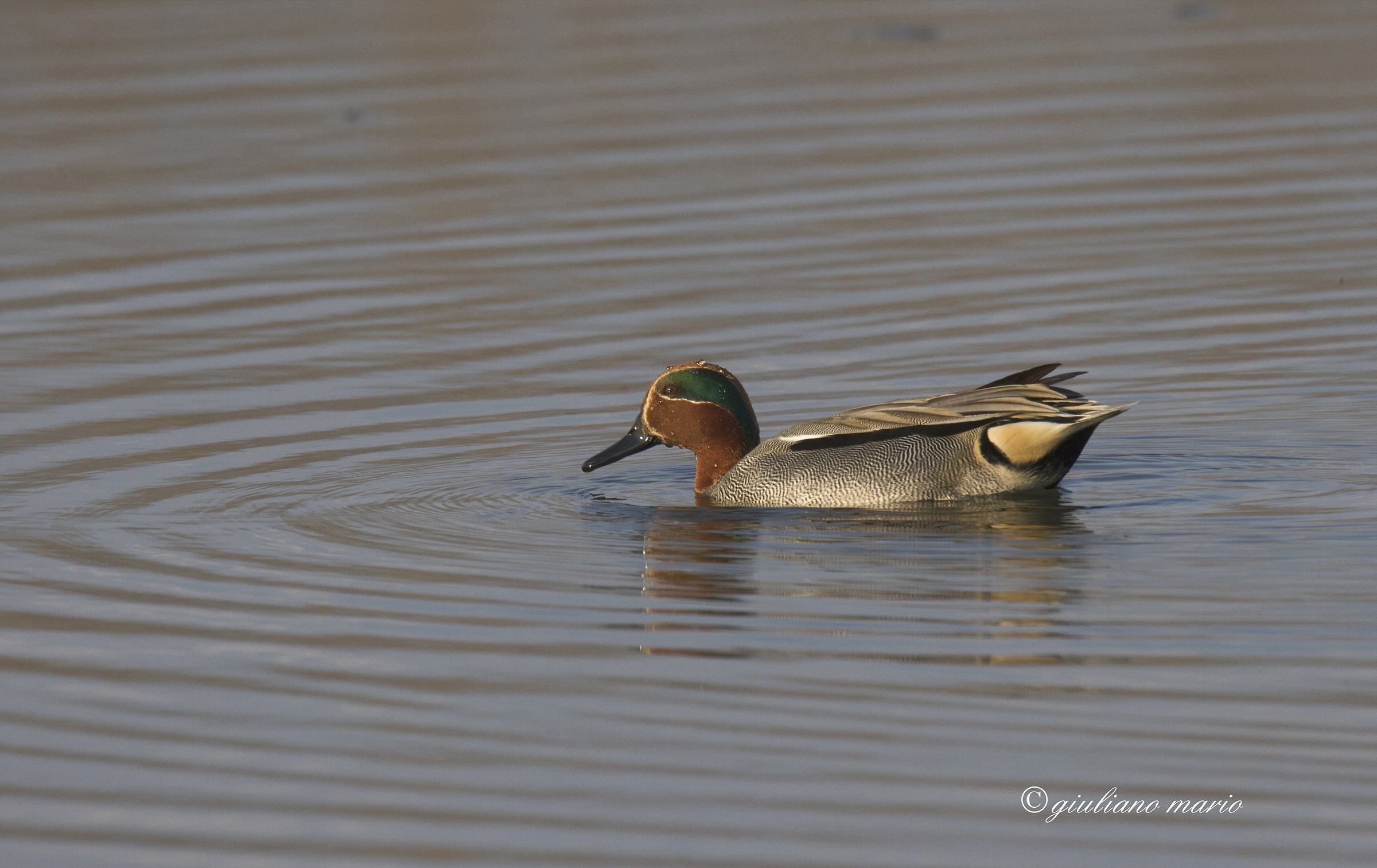 Teal (Anas crecca)
