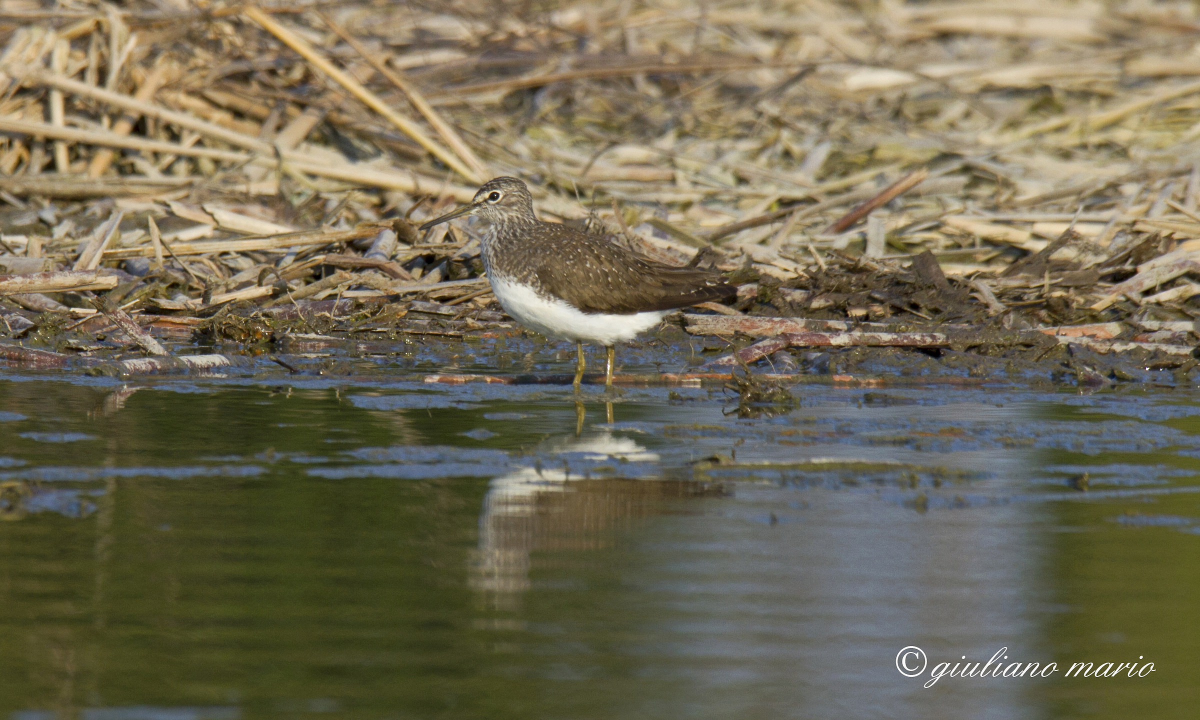 Green Sandpiper (Tringa ochropus)