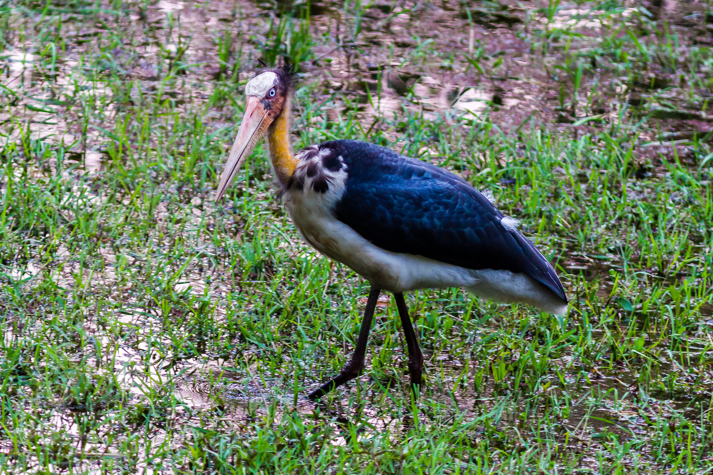 Marabù dagli occhi blù