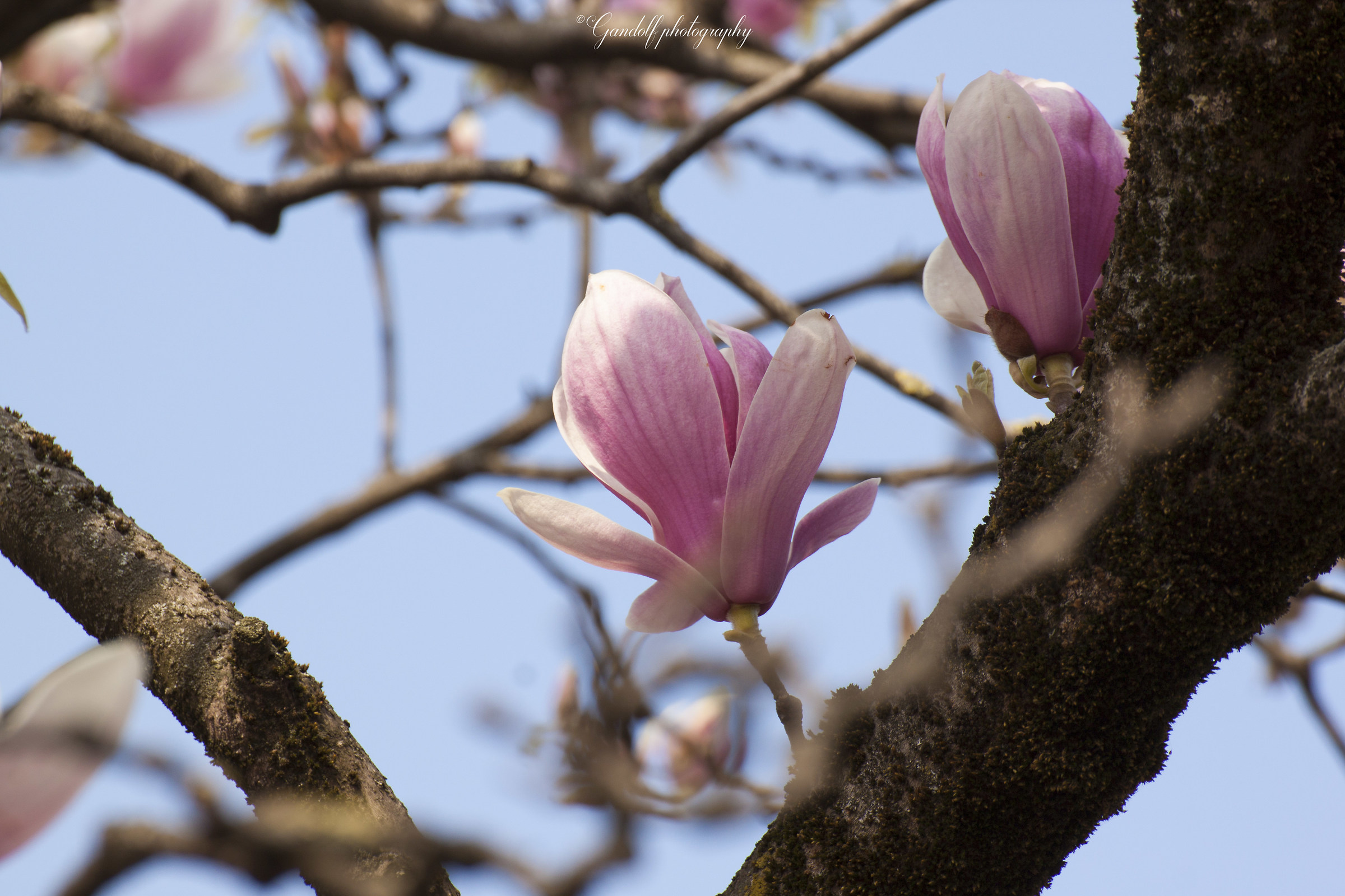 Colori di primavera 01