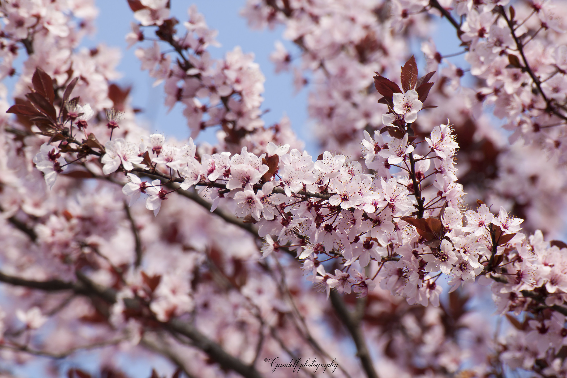 Colori di primavera 03