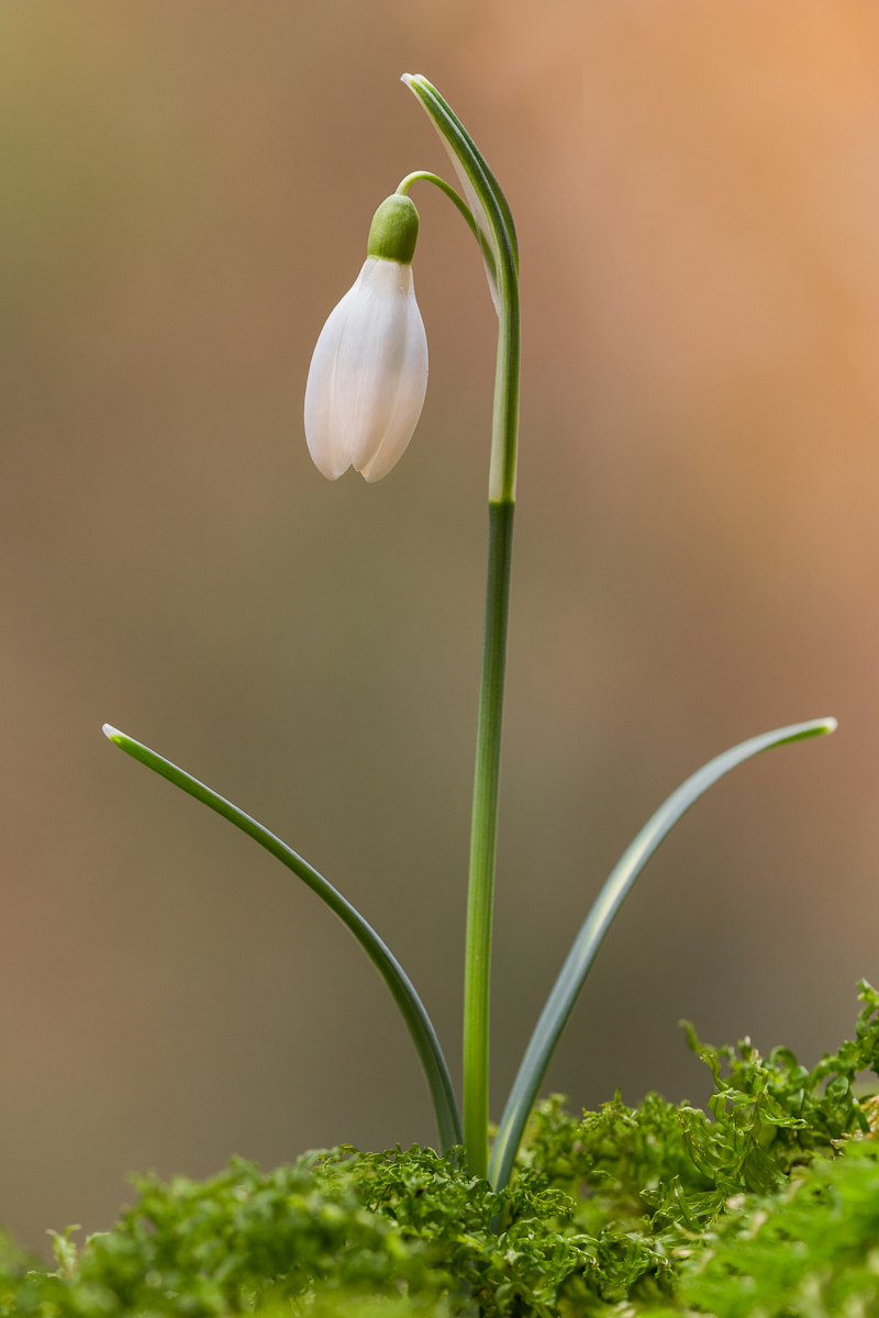 Bucaneve (Galanthus nivalis)