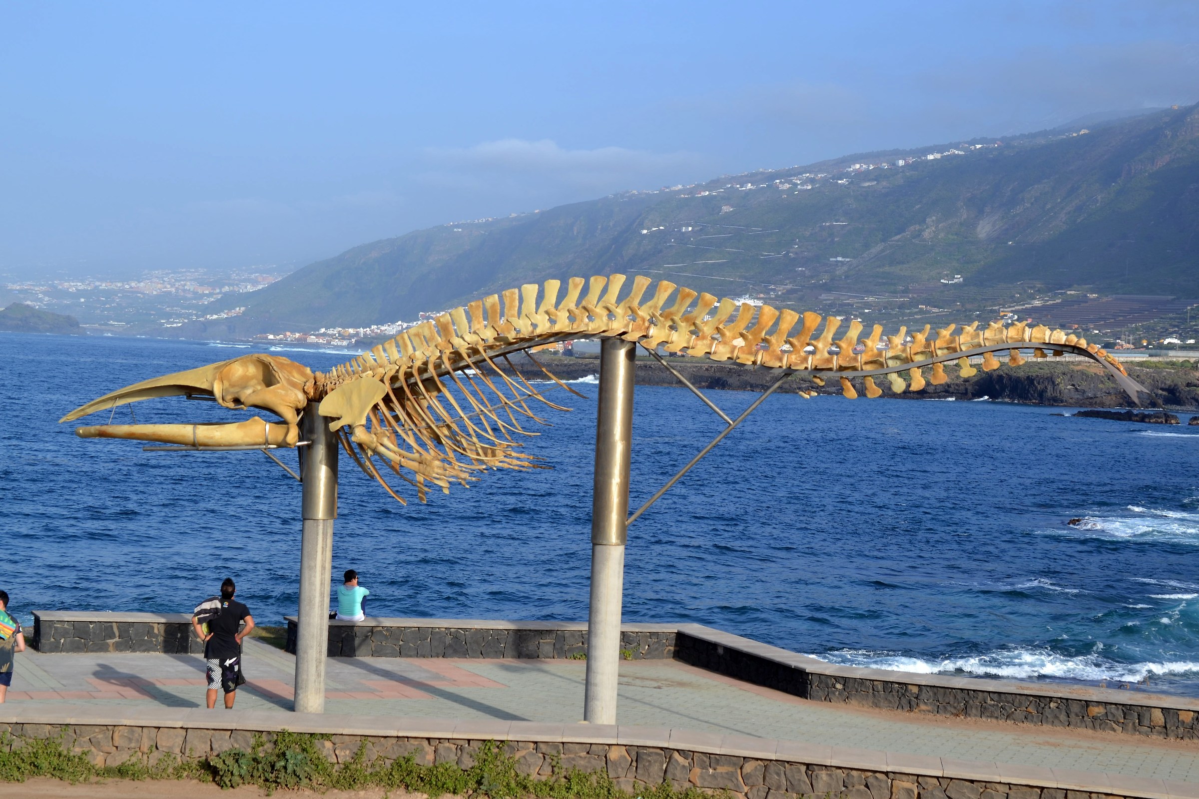 scheletro balenottera azzurra