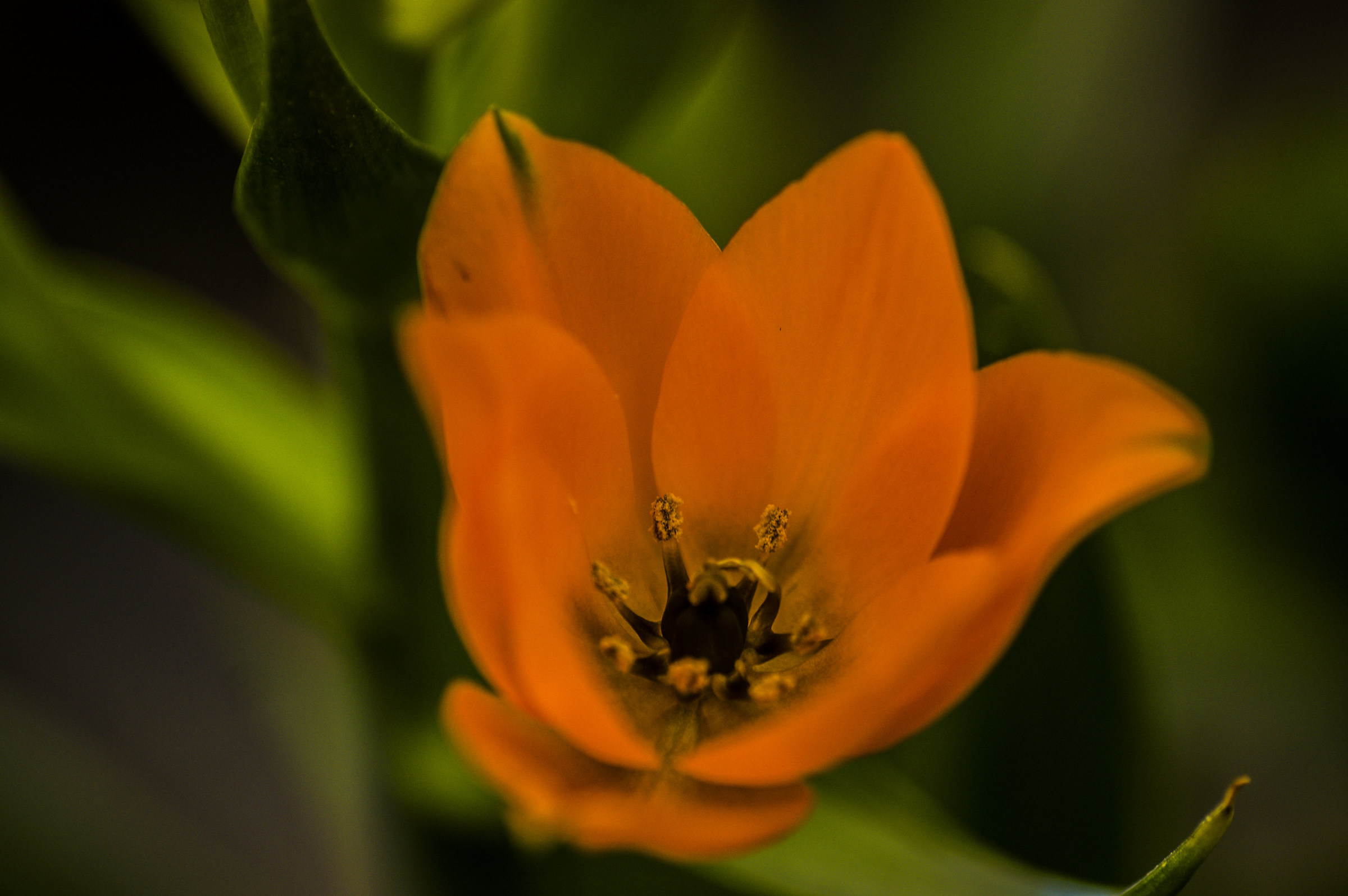 orange flower