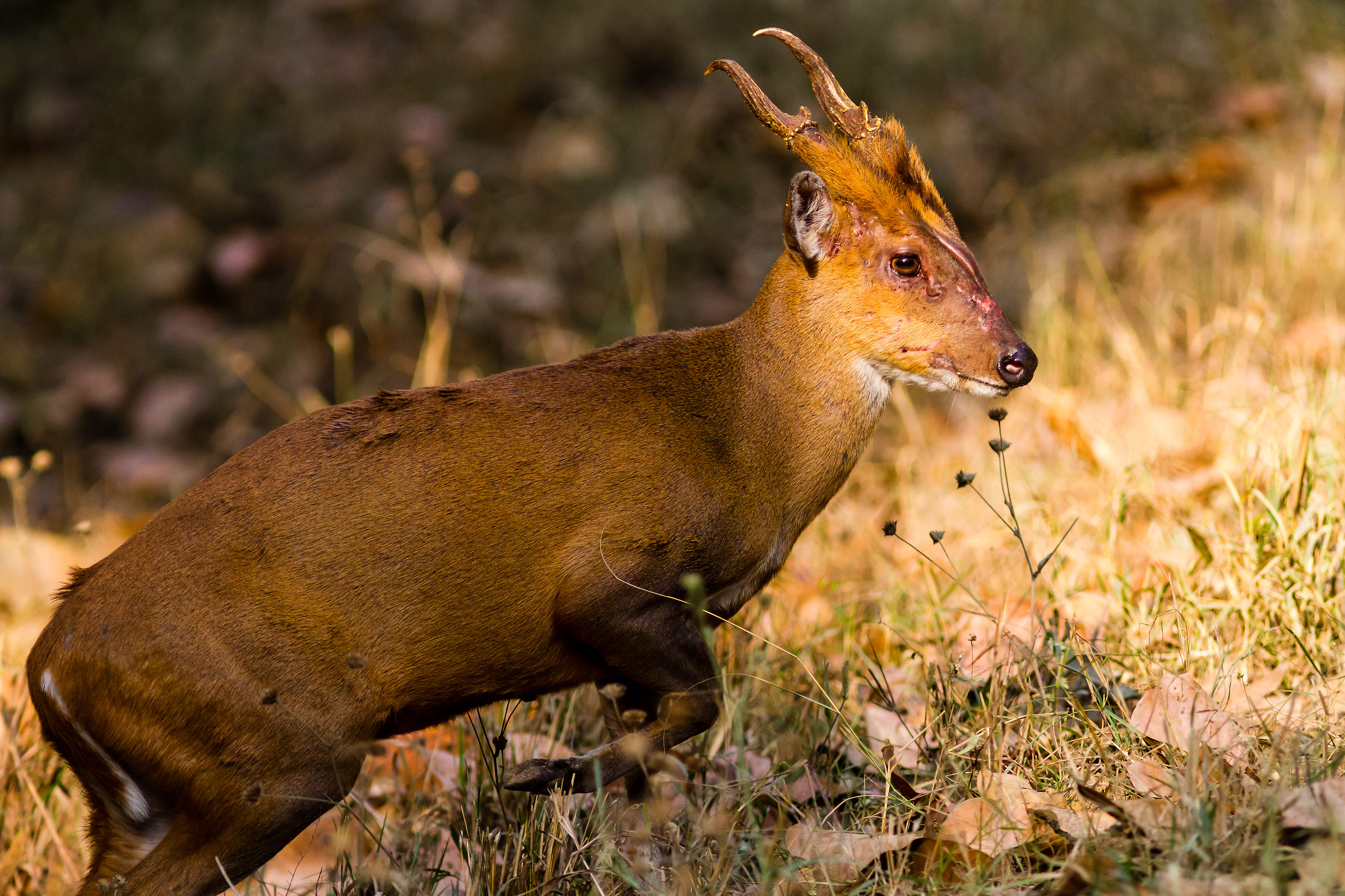 Mi sono un po' rovinato