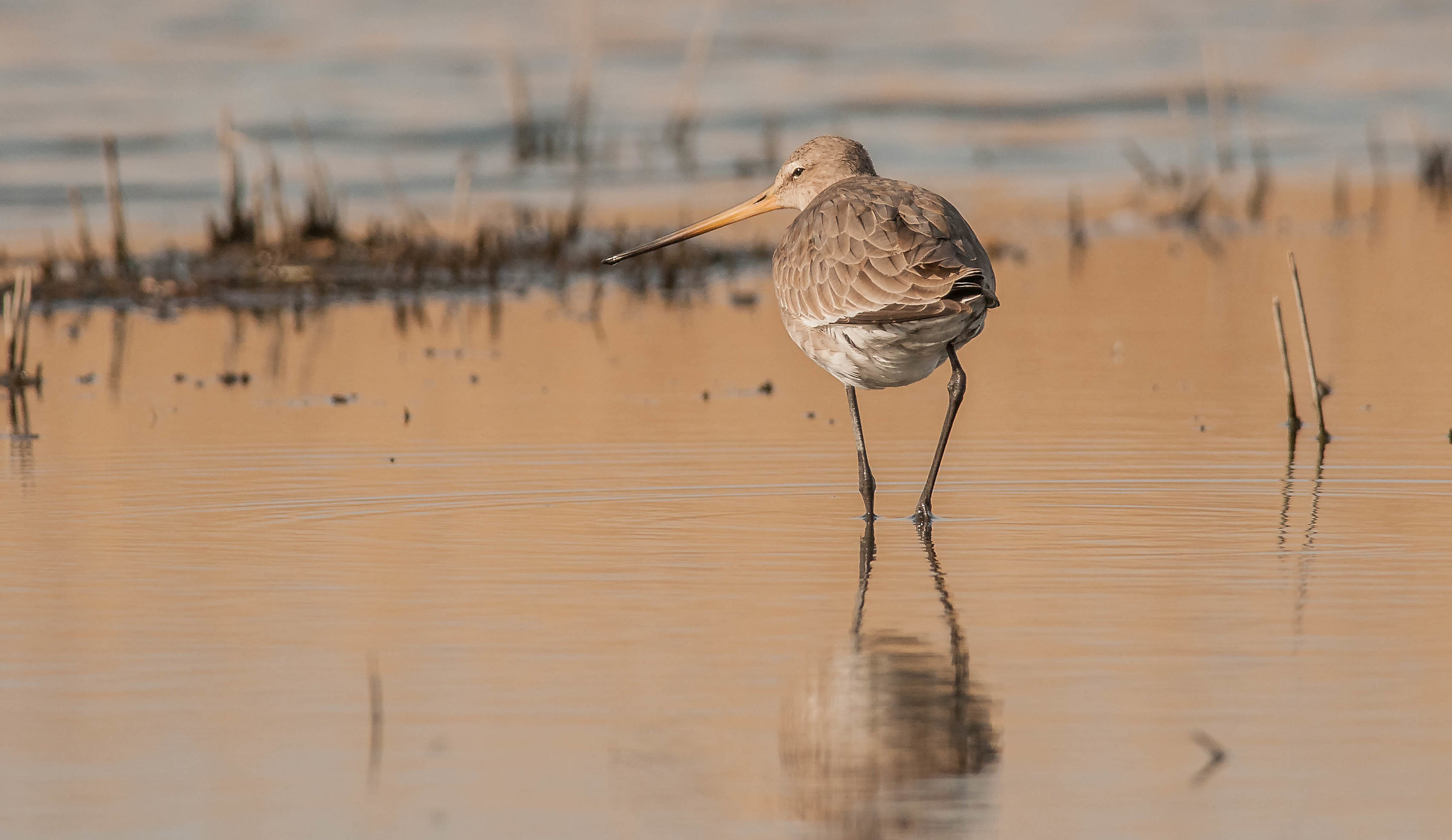 vitarbis  (pittima reale)