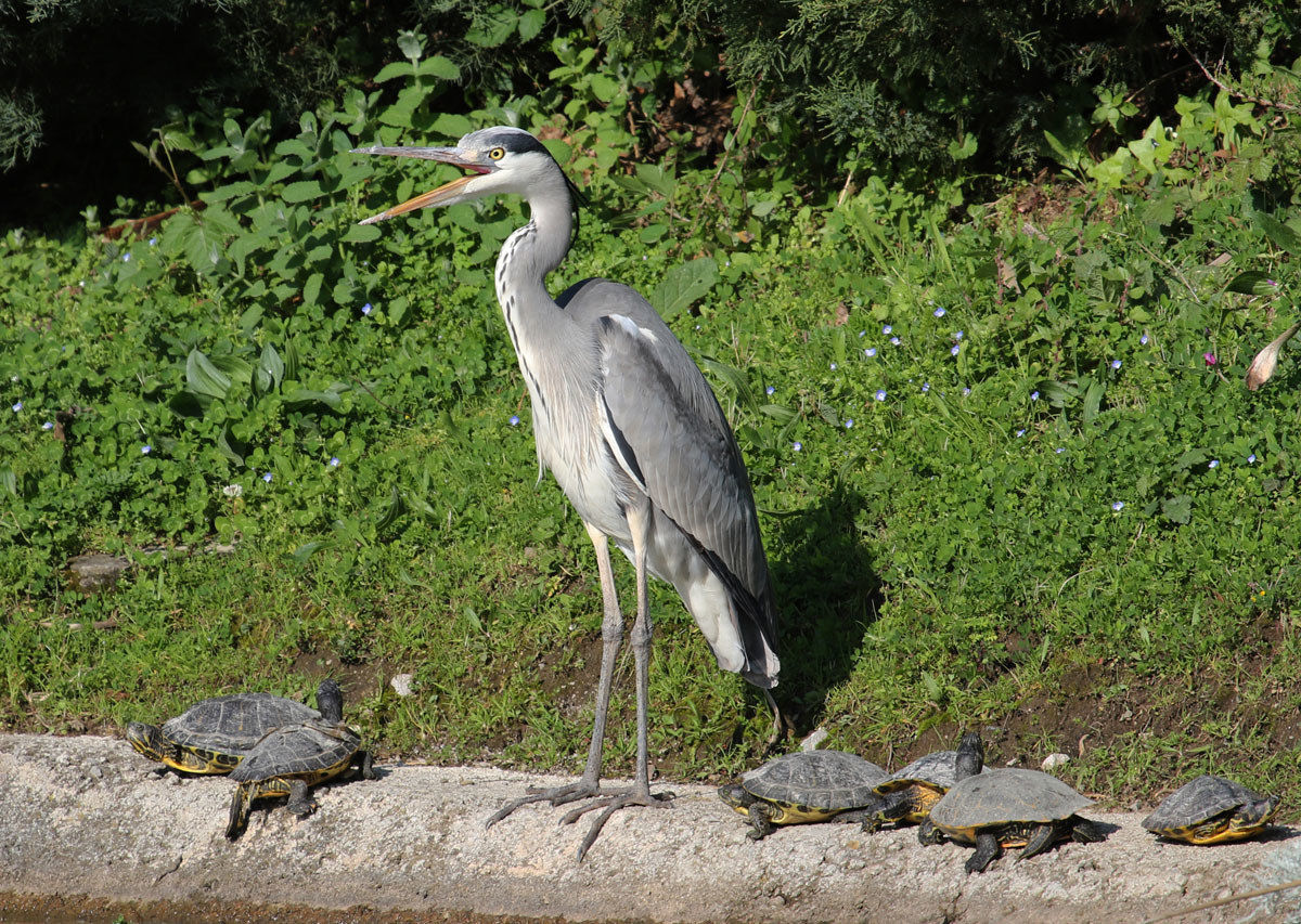 Airone...in compagnia...
