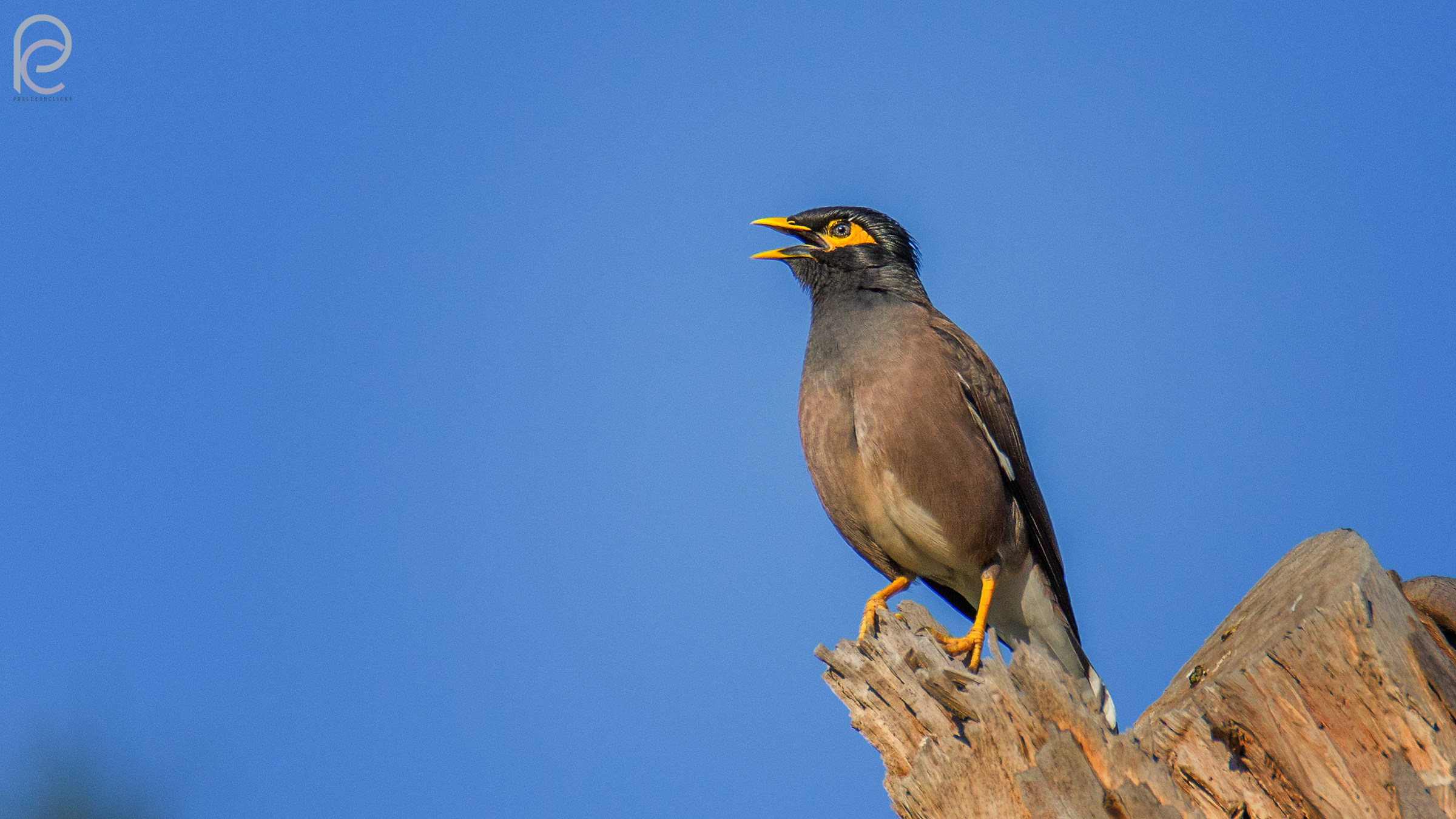 Namaqua Colomba maschio nella parte anteriore e posteriore f...