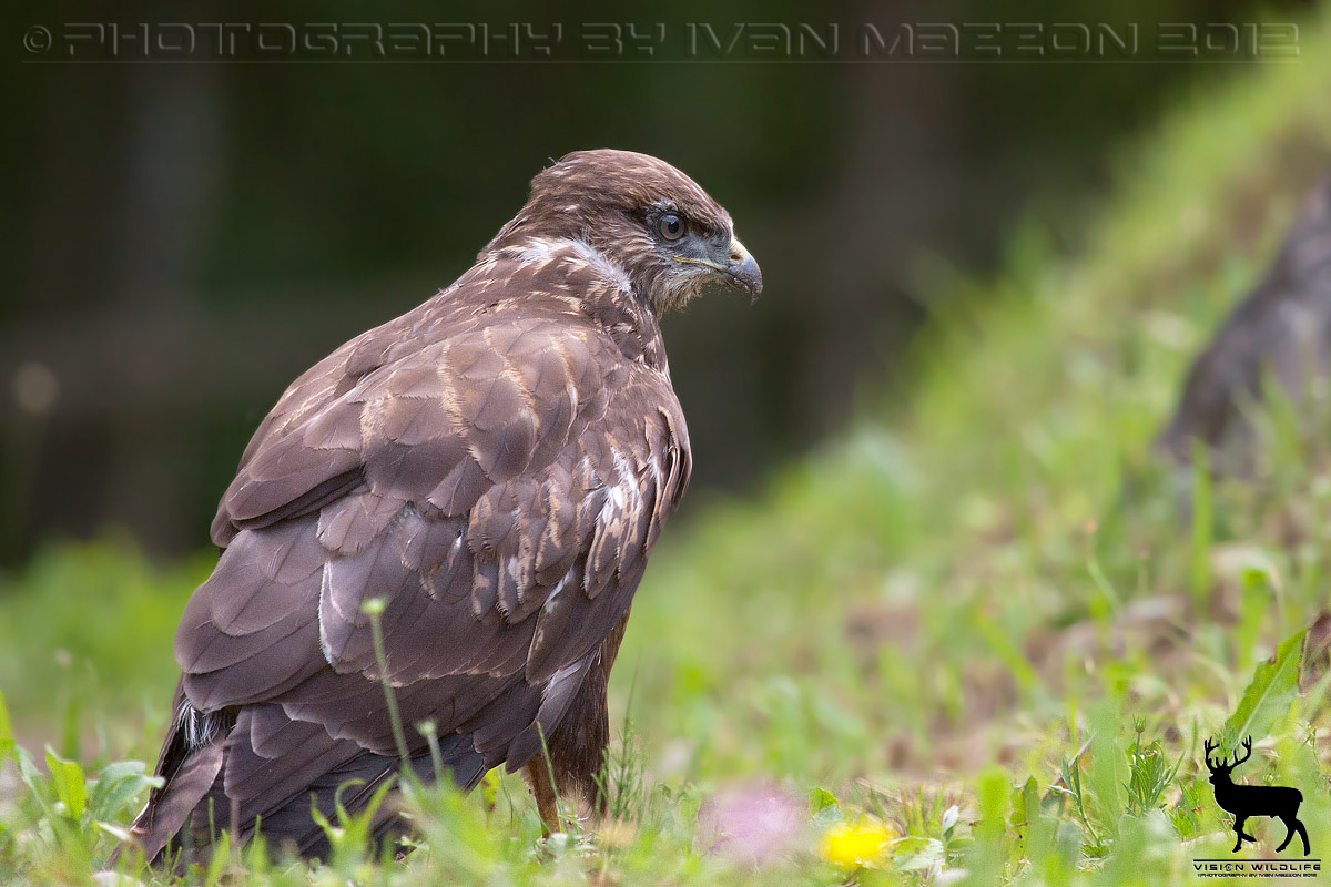 Common Buzzard (Buteo buteo)