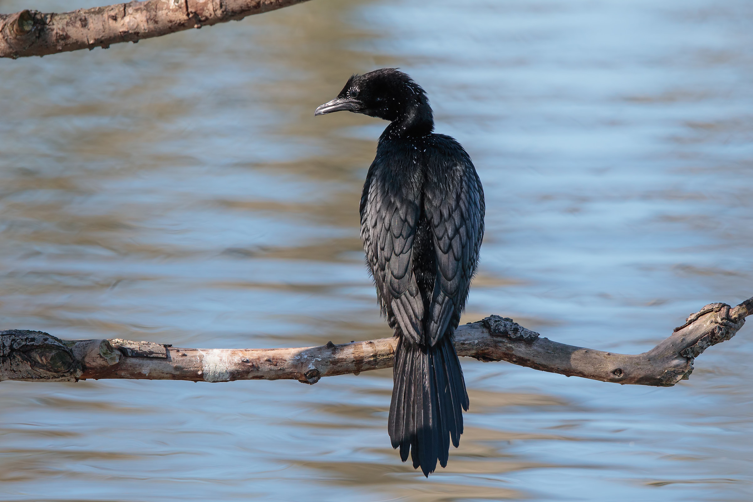cormorant