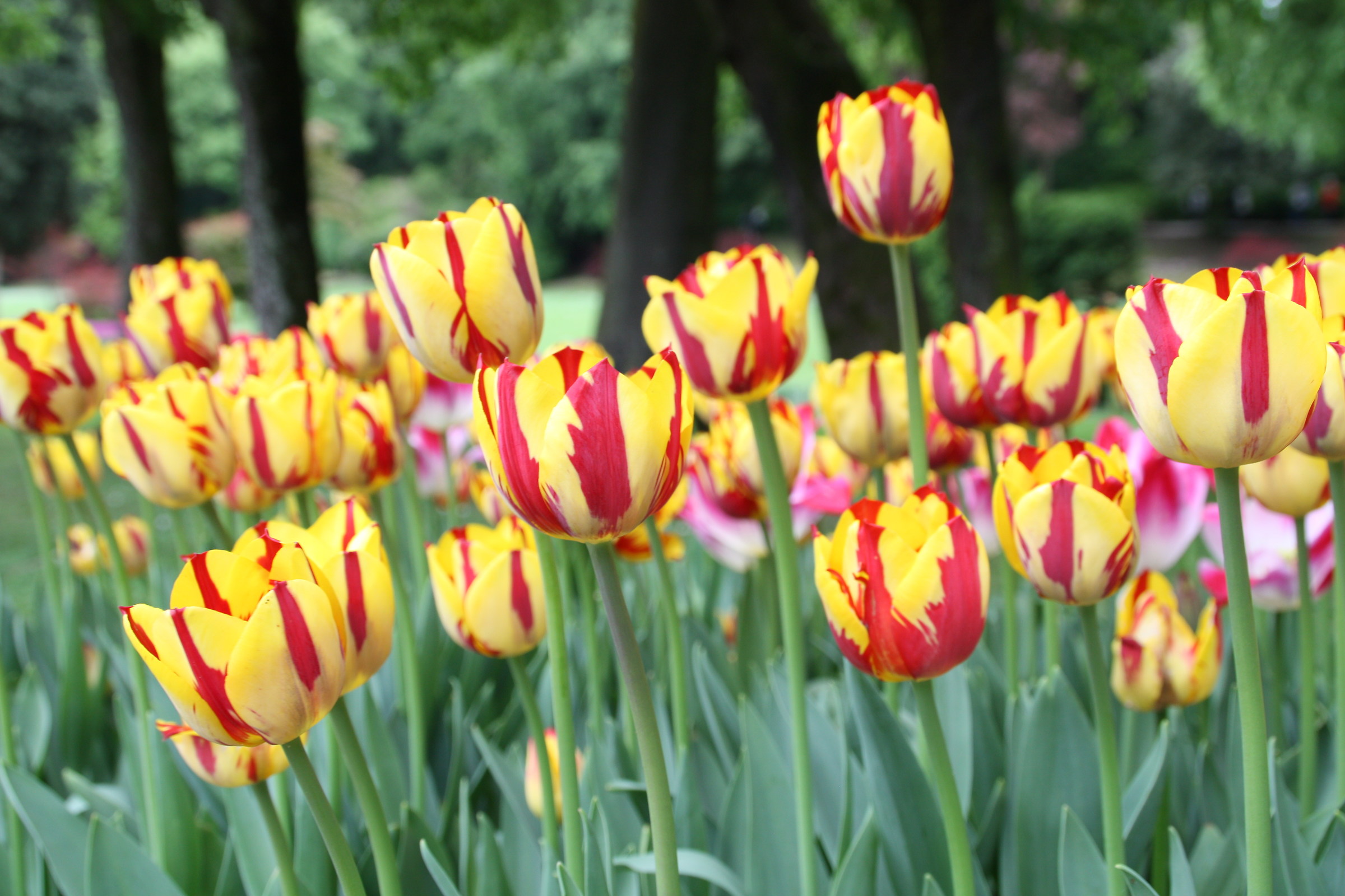 Yellow and Red tulips