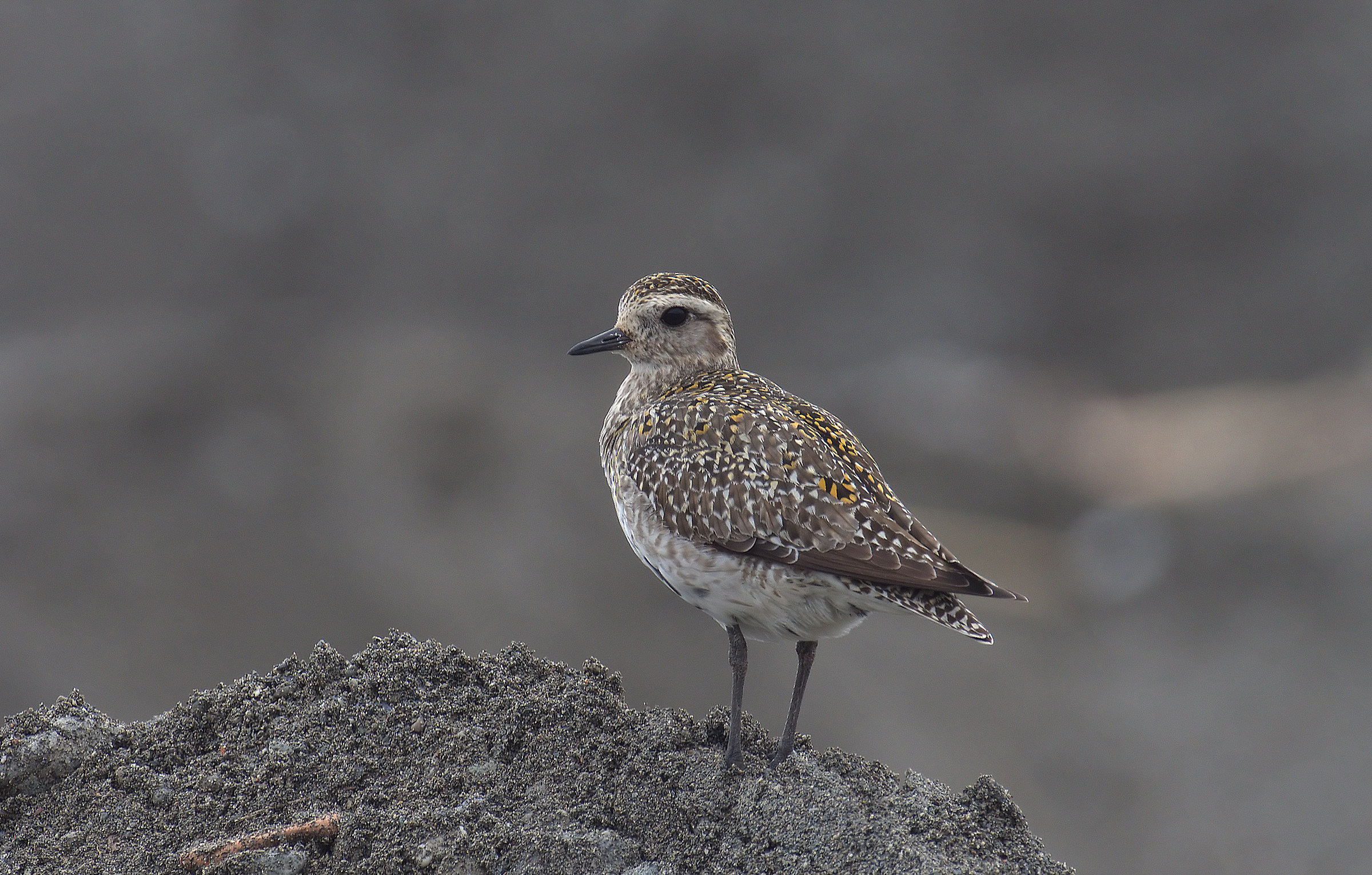 golden plover