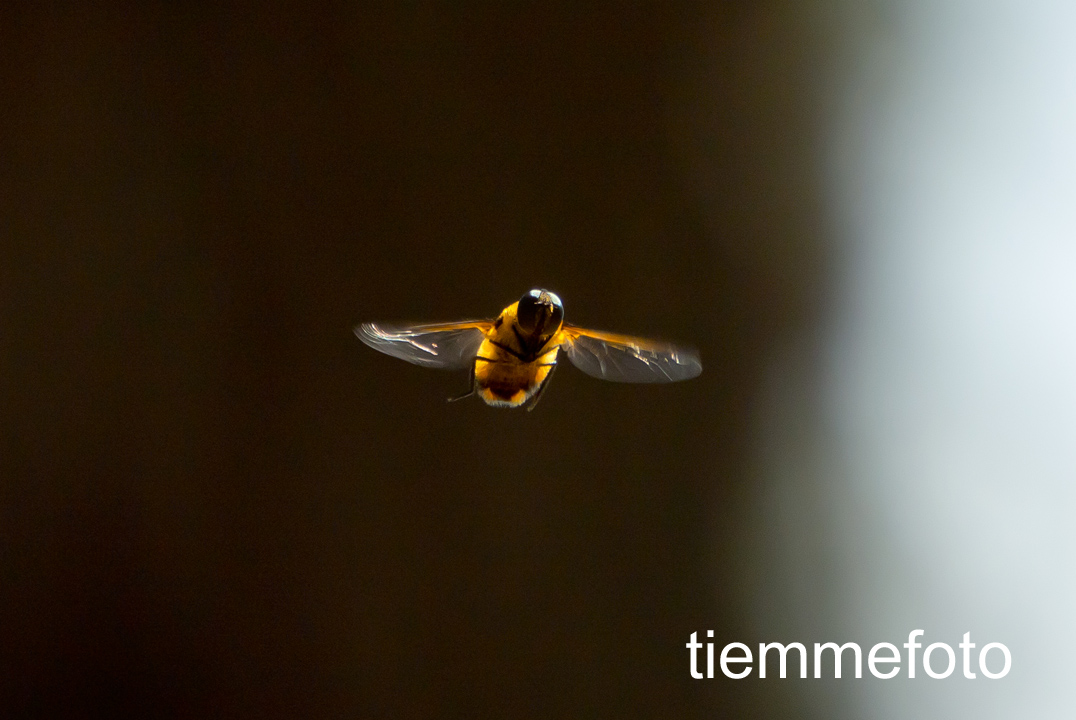 Insetto in sospensione