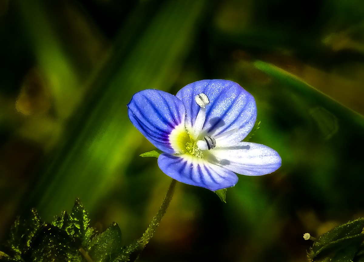 the more 'small lawn