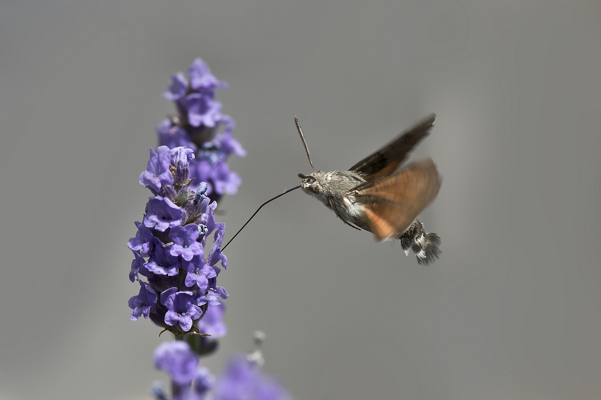 Macroglossa stellatarum-2