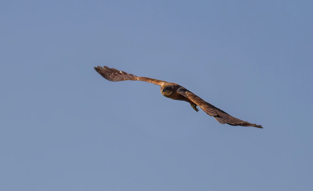 Marsh harrier
