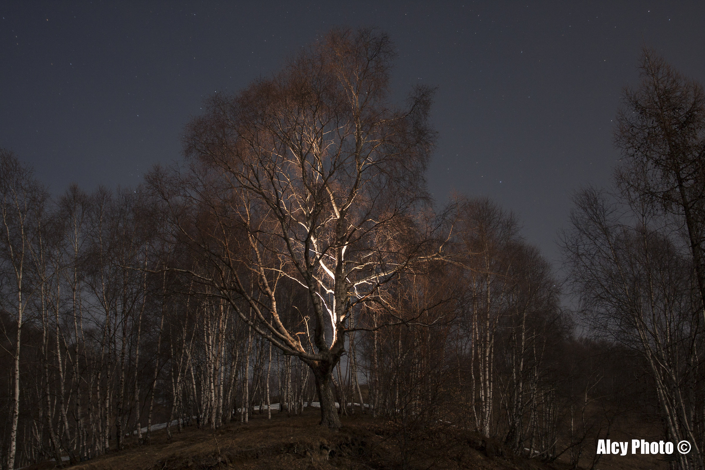 Il vero Albero della Vita