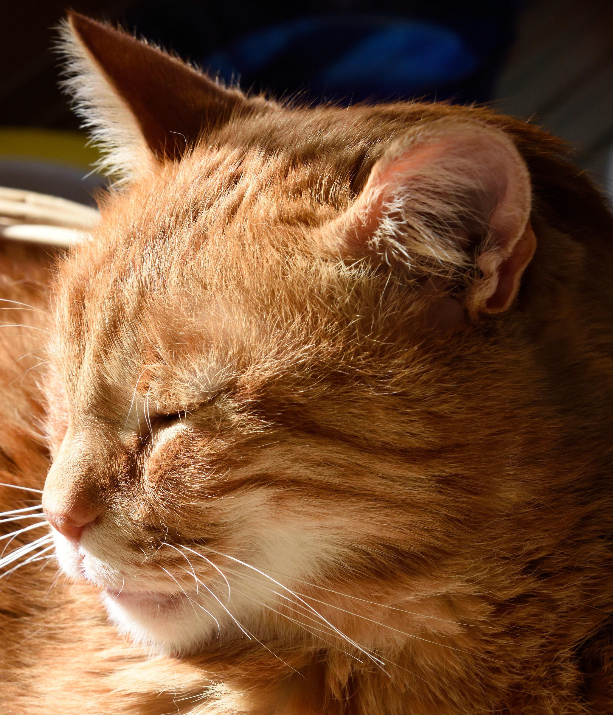 crop del mio gattaccio