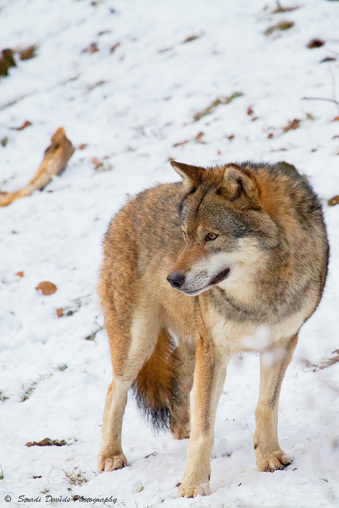 Lupo euroasiatico 2, Bayerische National Park
