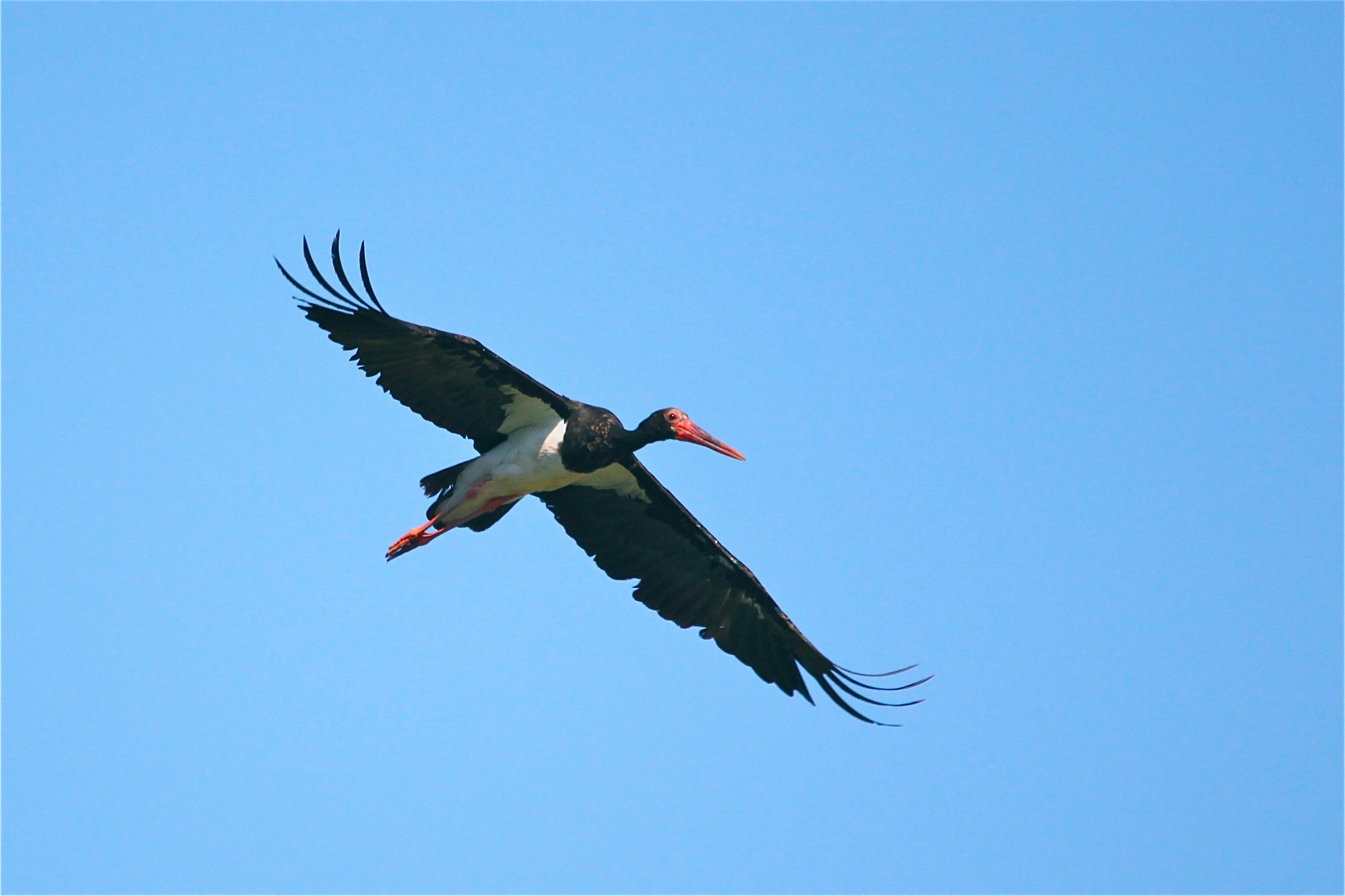 black stork