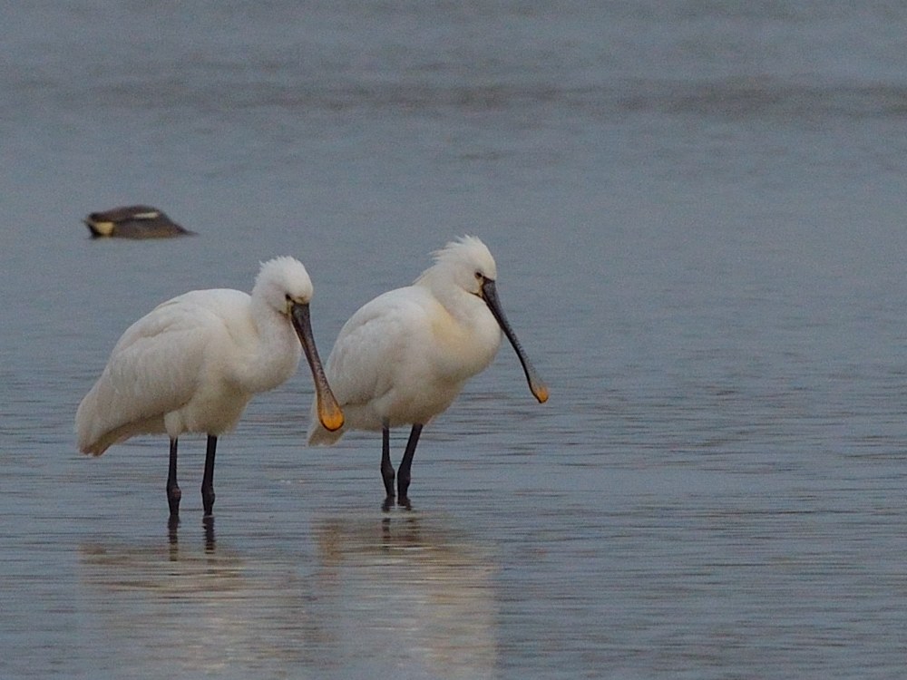La coppia più bella del mondo....