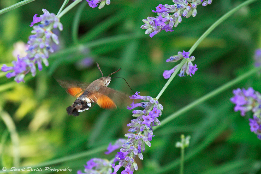 Macroglossum stellatarum