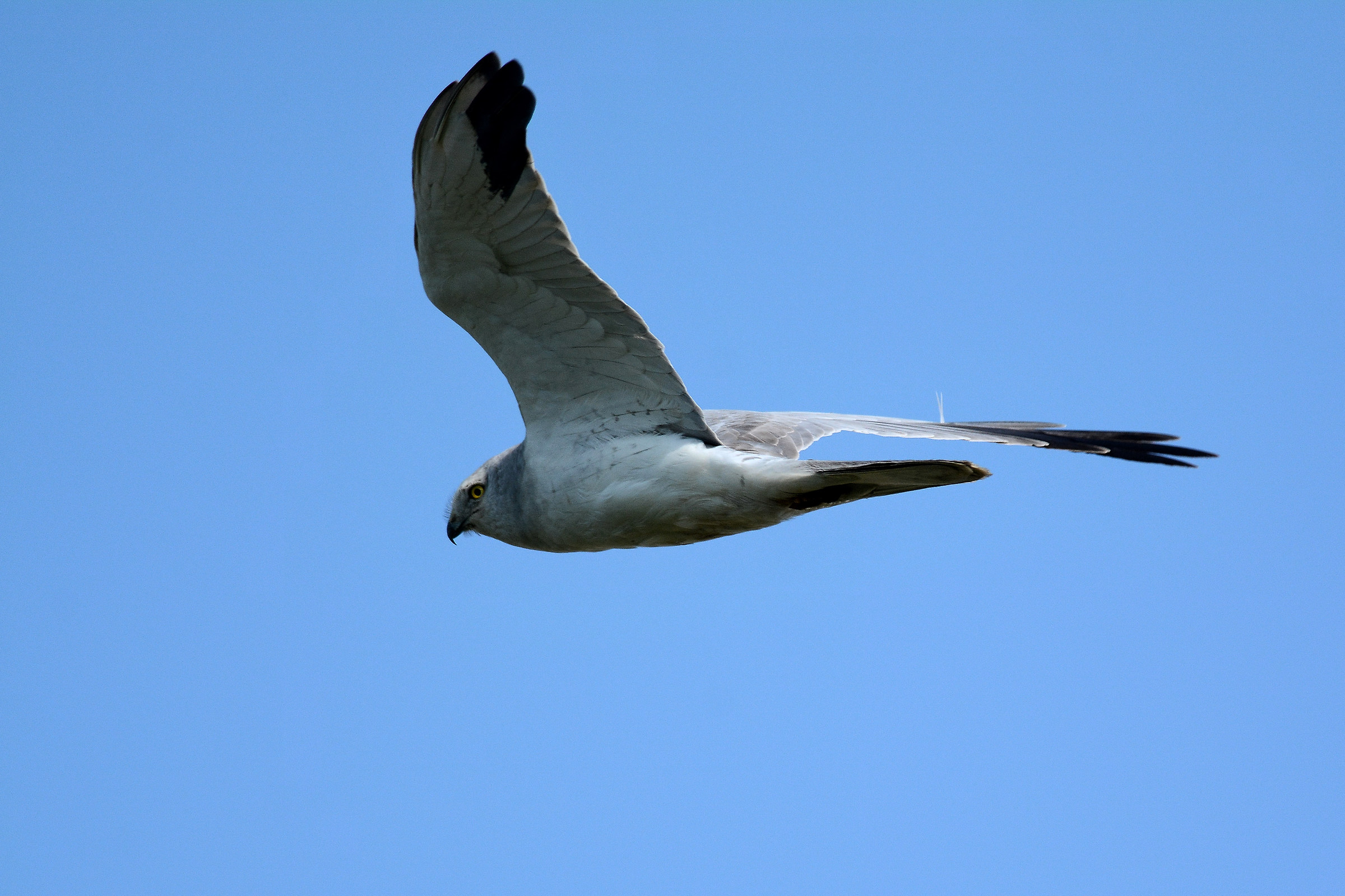 pallid Harrier