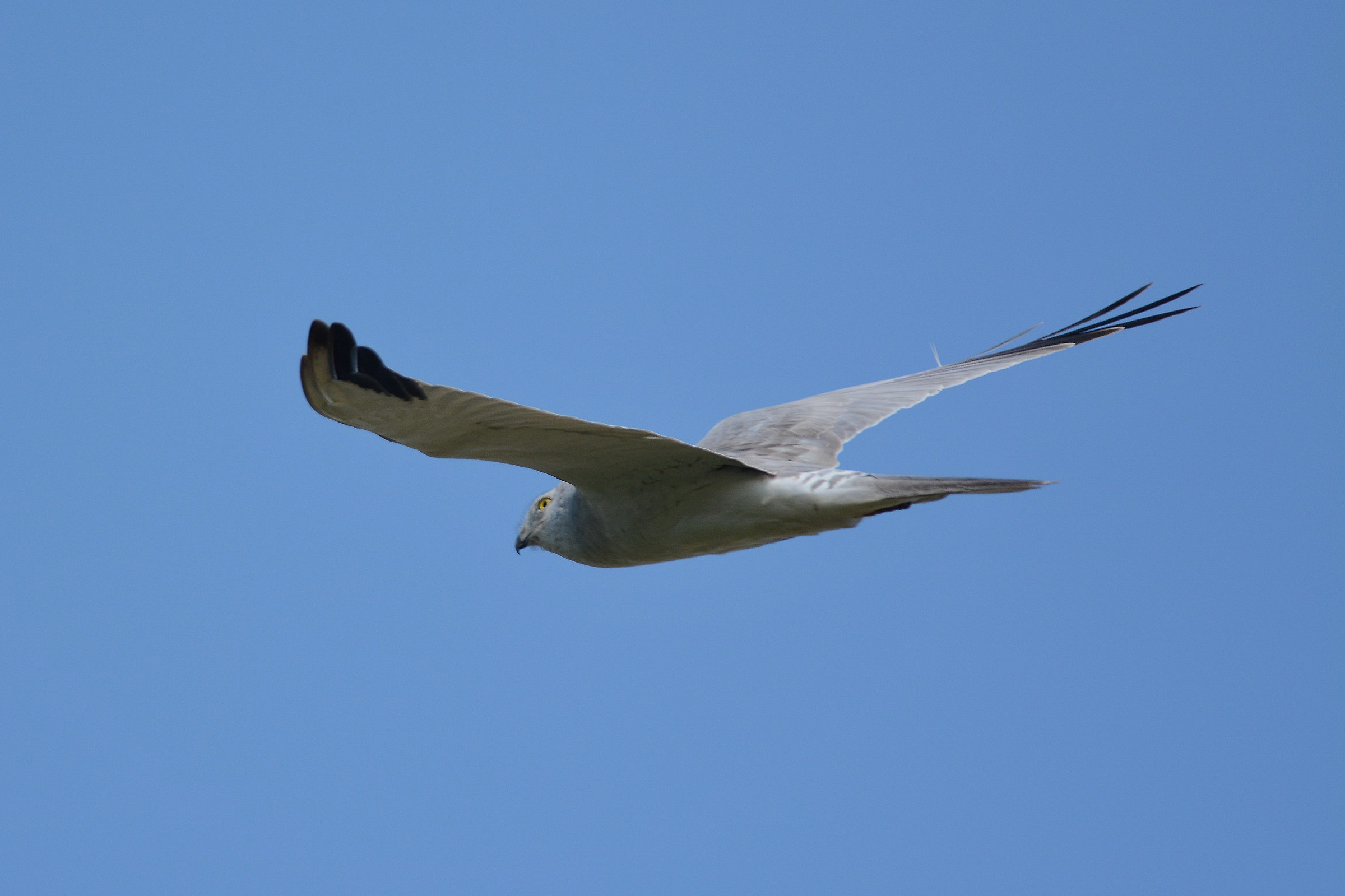 pallid Harrier