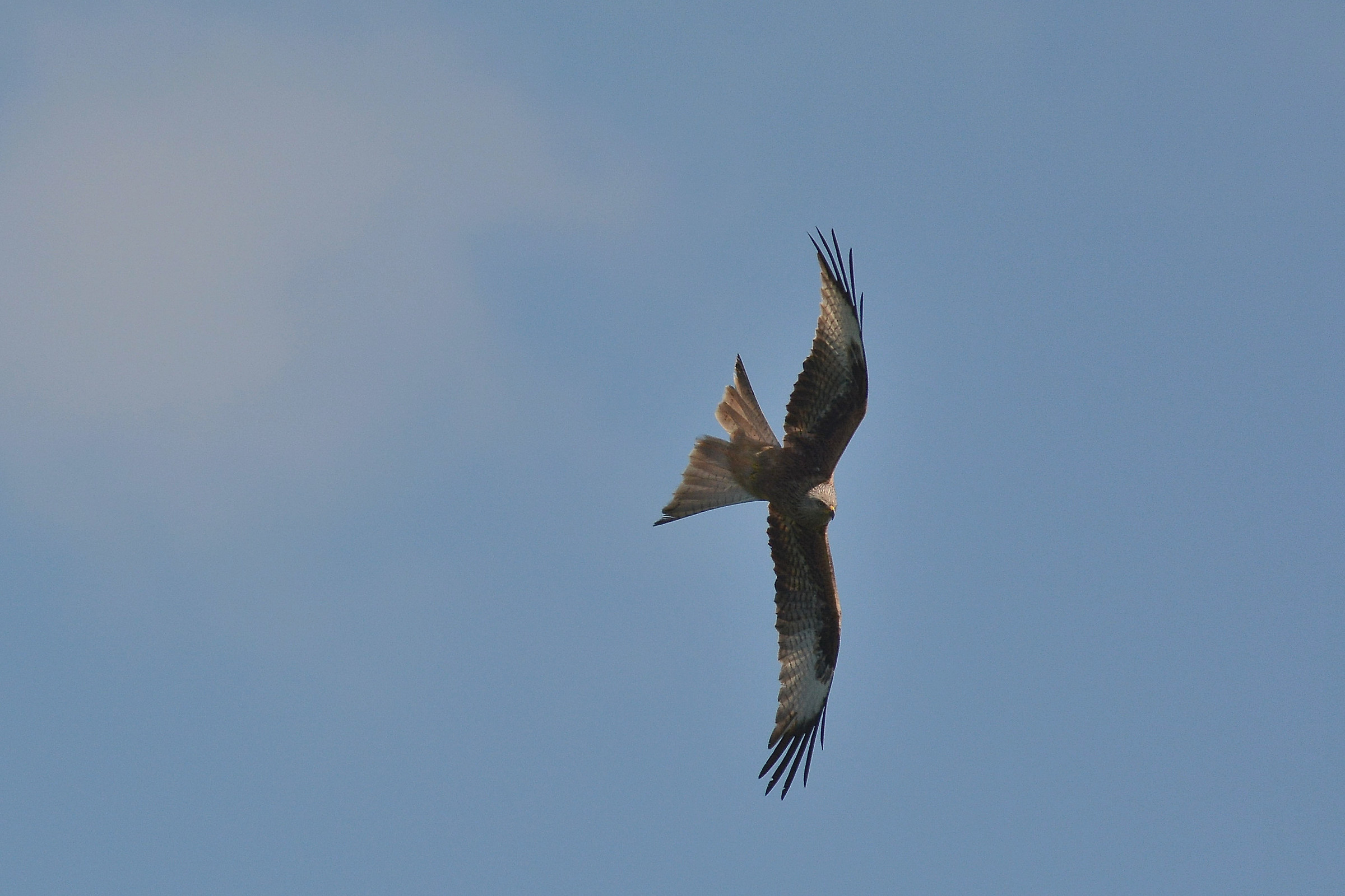 The beat of the red kite