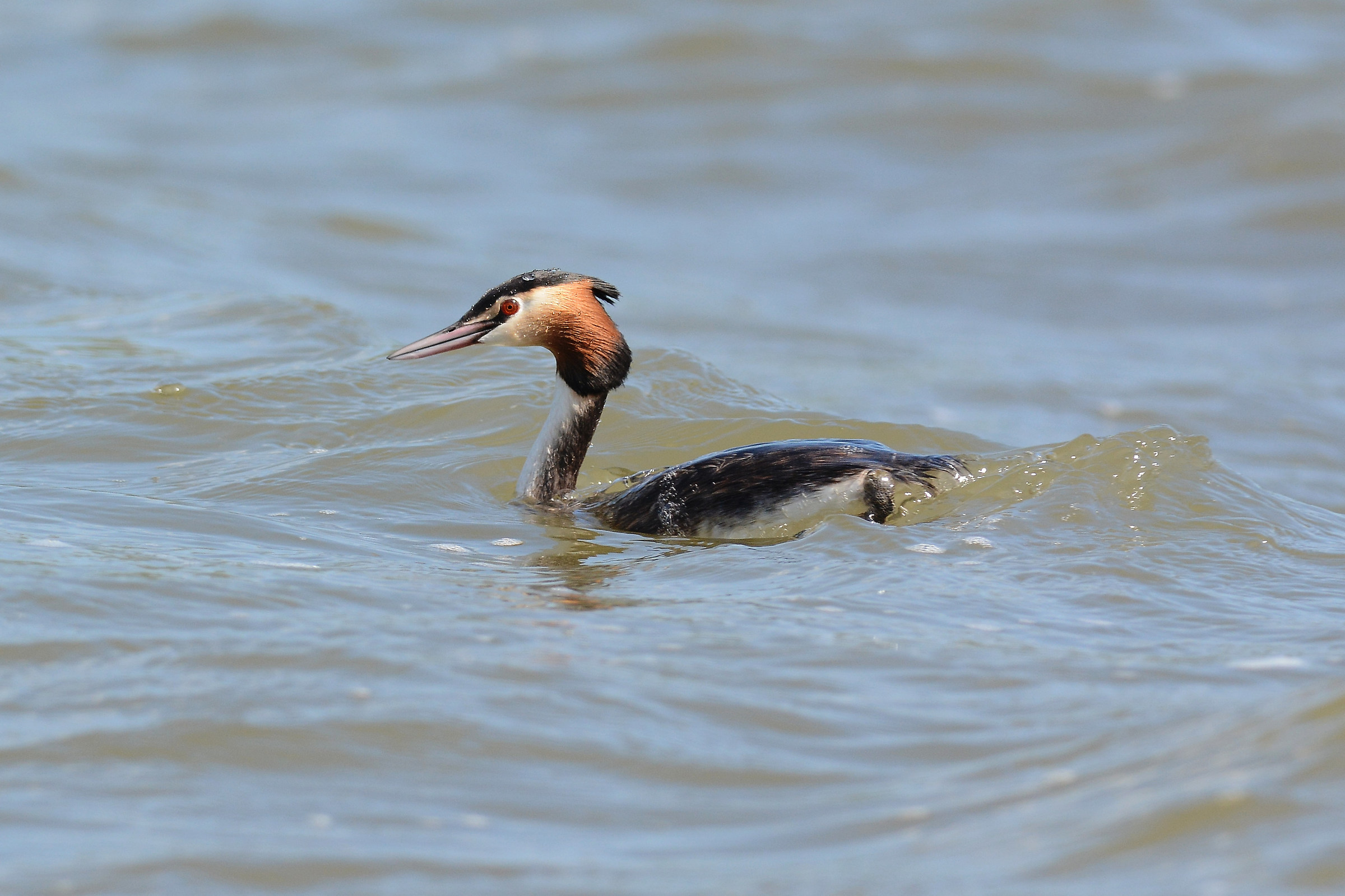 Great crested grebe ready for the dive
