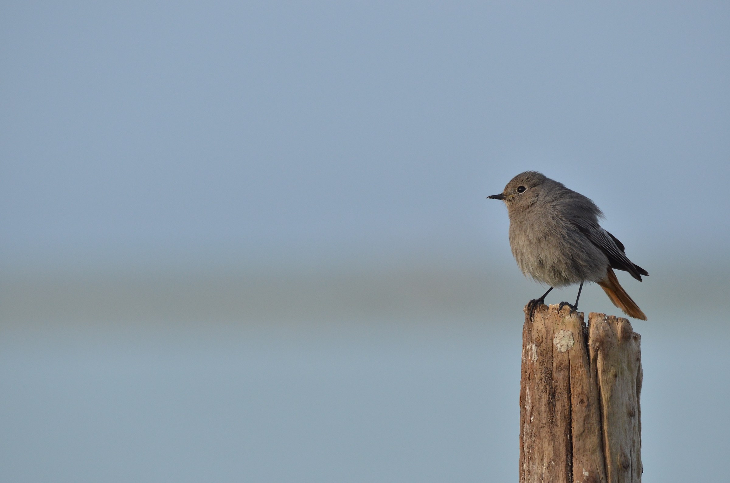 Redstart at sunset
