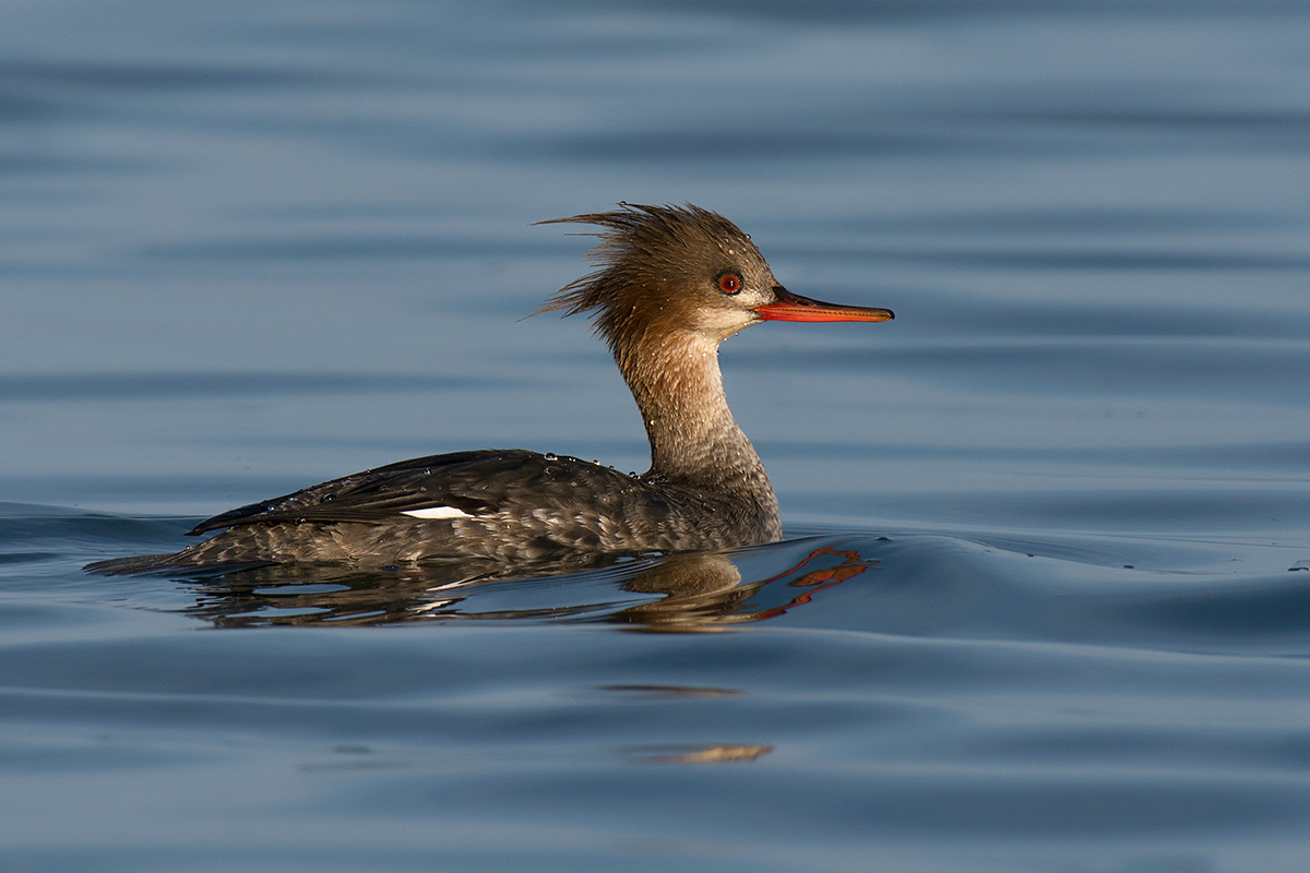 Merganser (female)