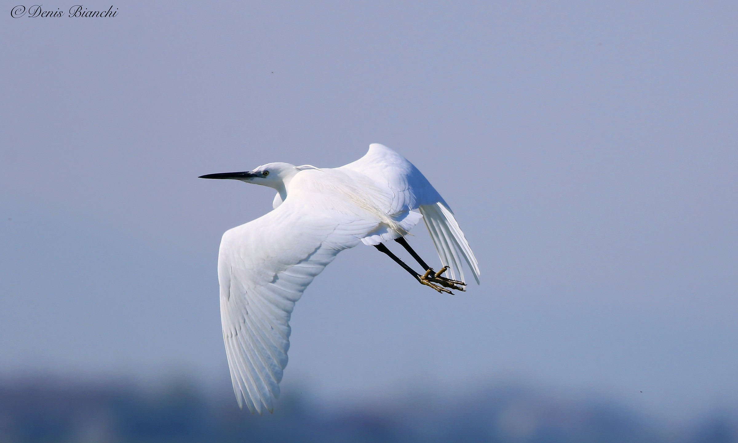 egret