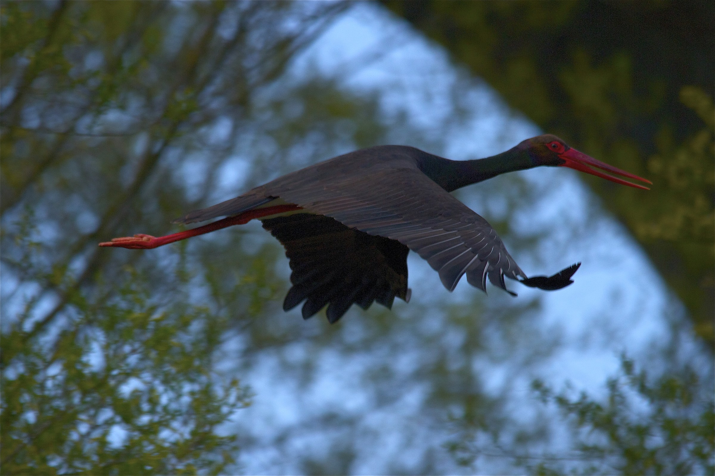 Black Stork under the bridge