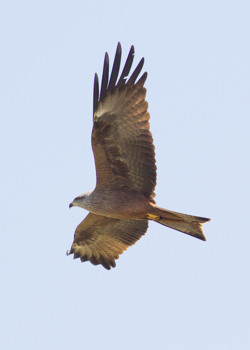Black Kite