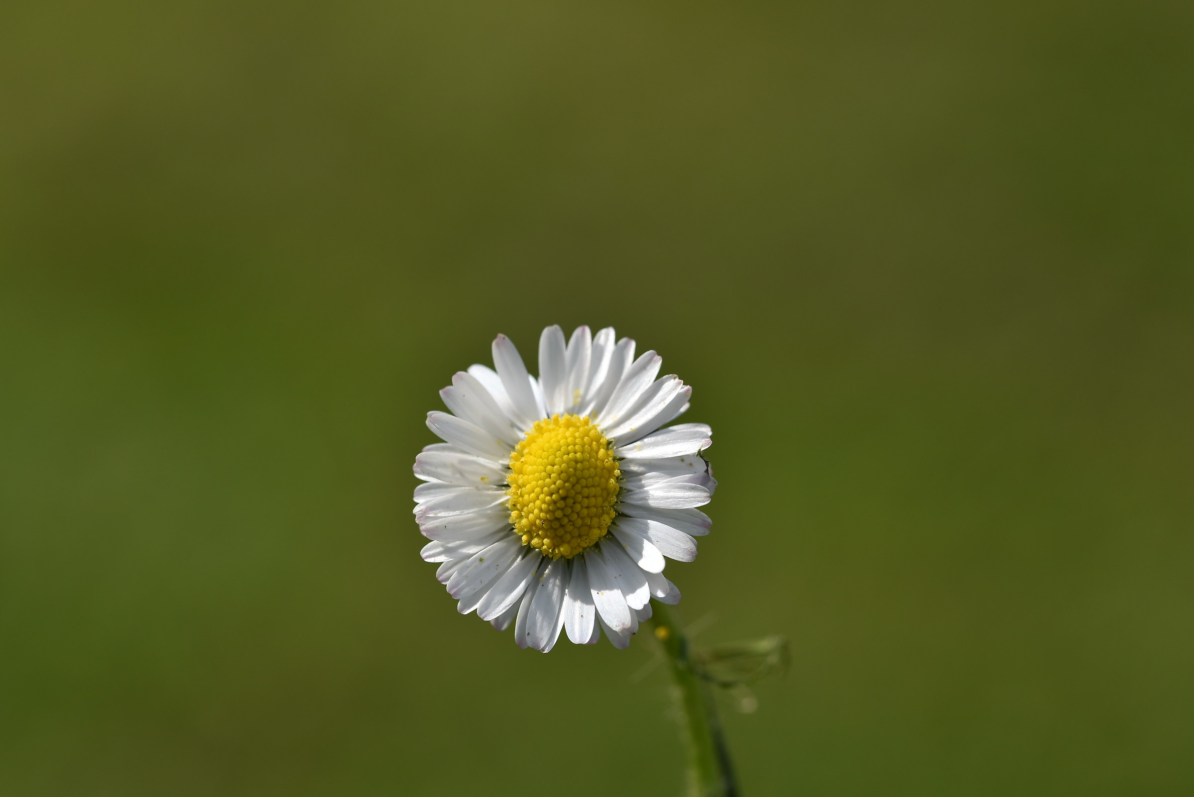 Daisy