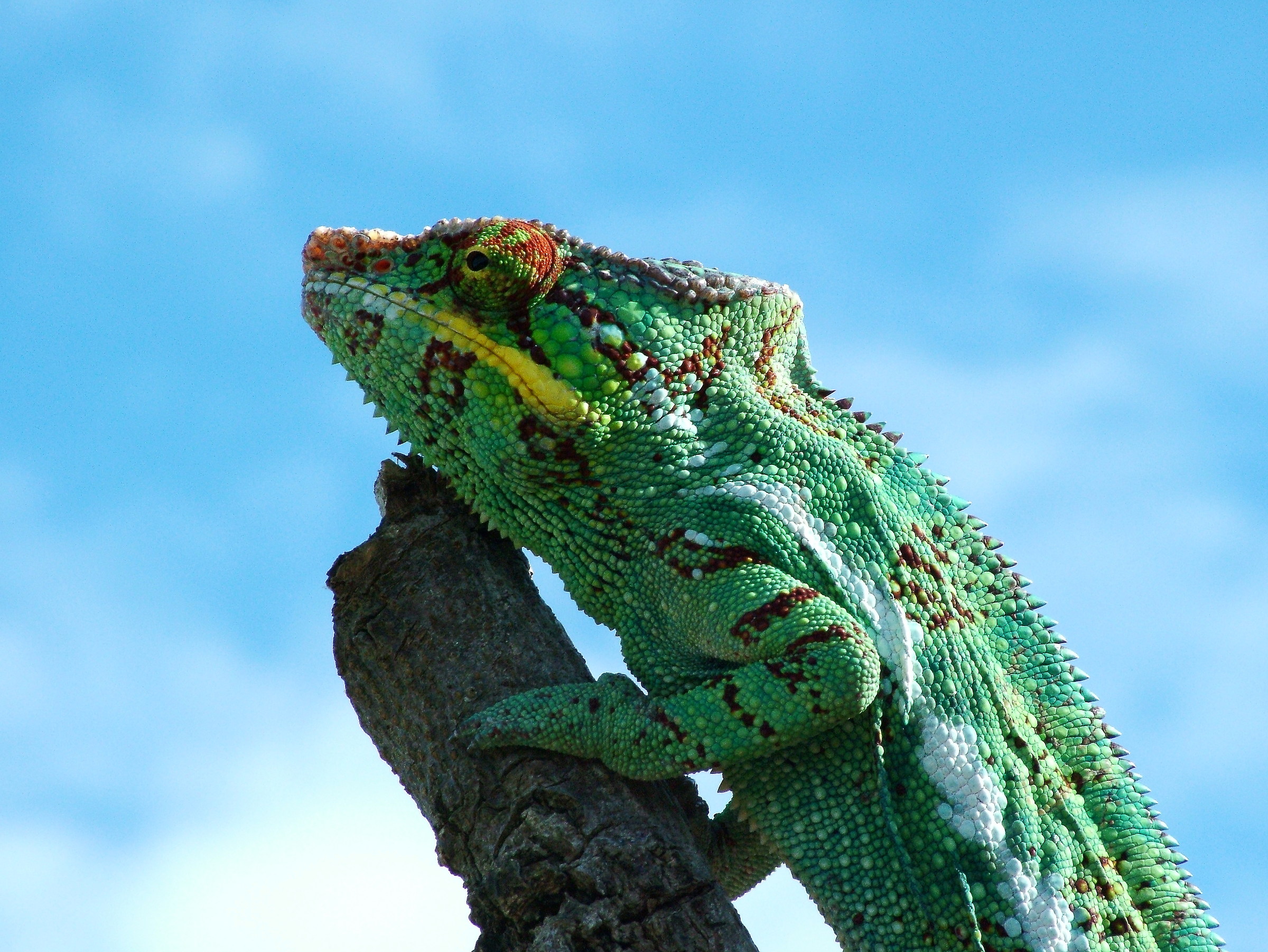 Madagascar chameleon