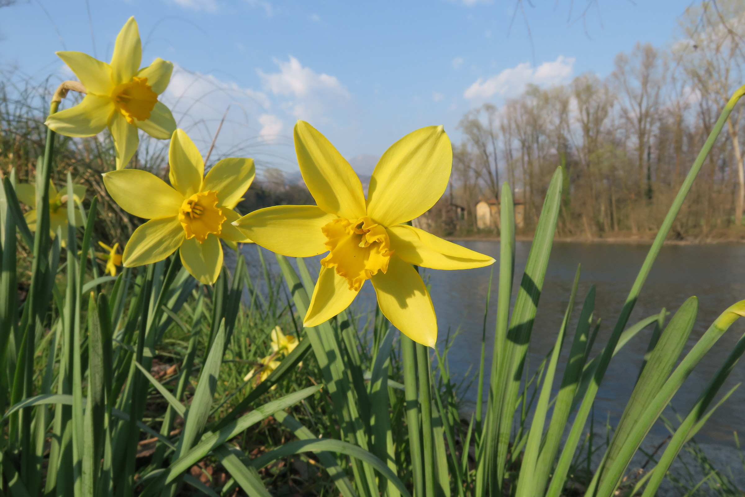 yellow daffodils along the Adda 2