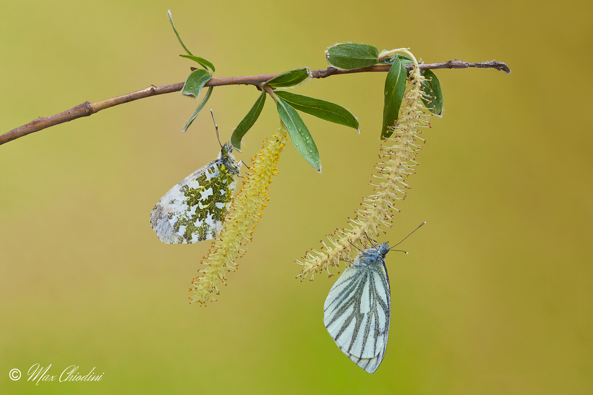 The tree bears good fruit