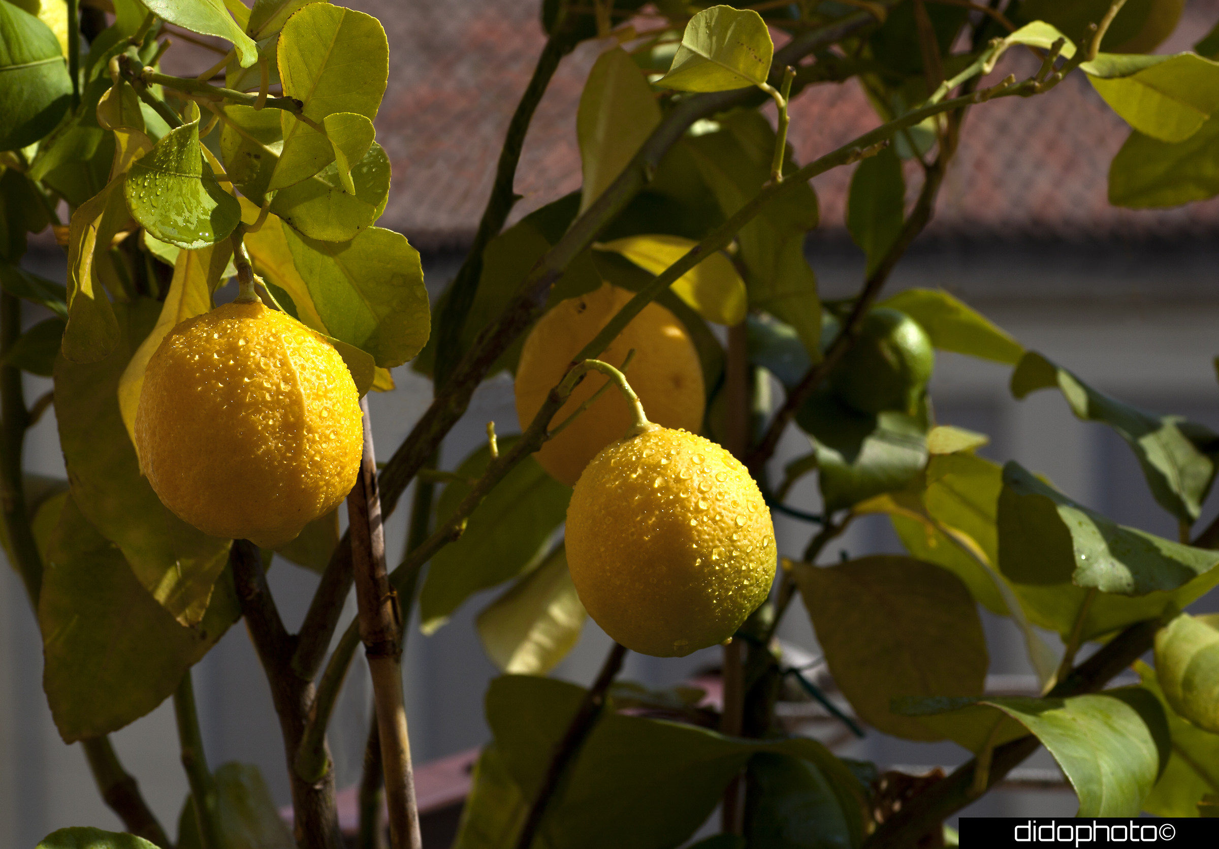 limoni