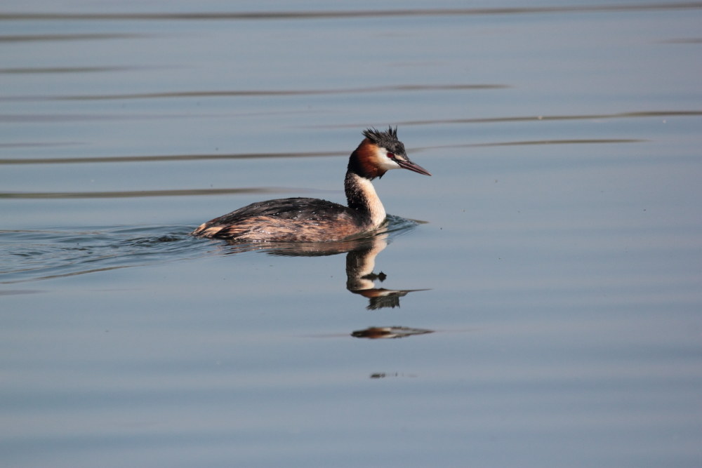 grebe