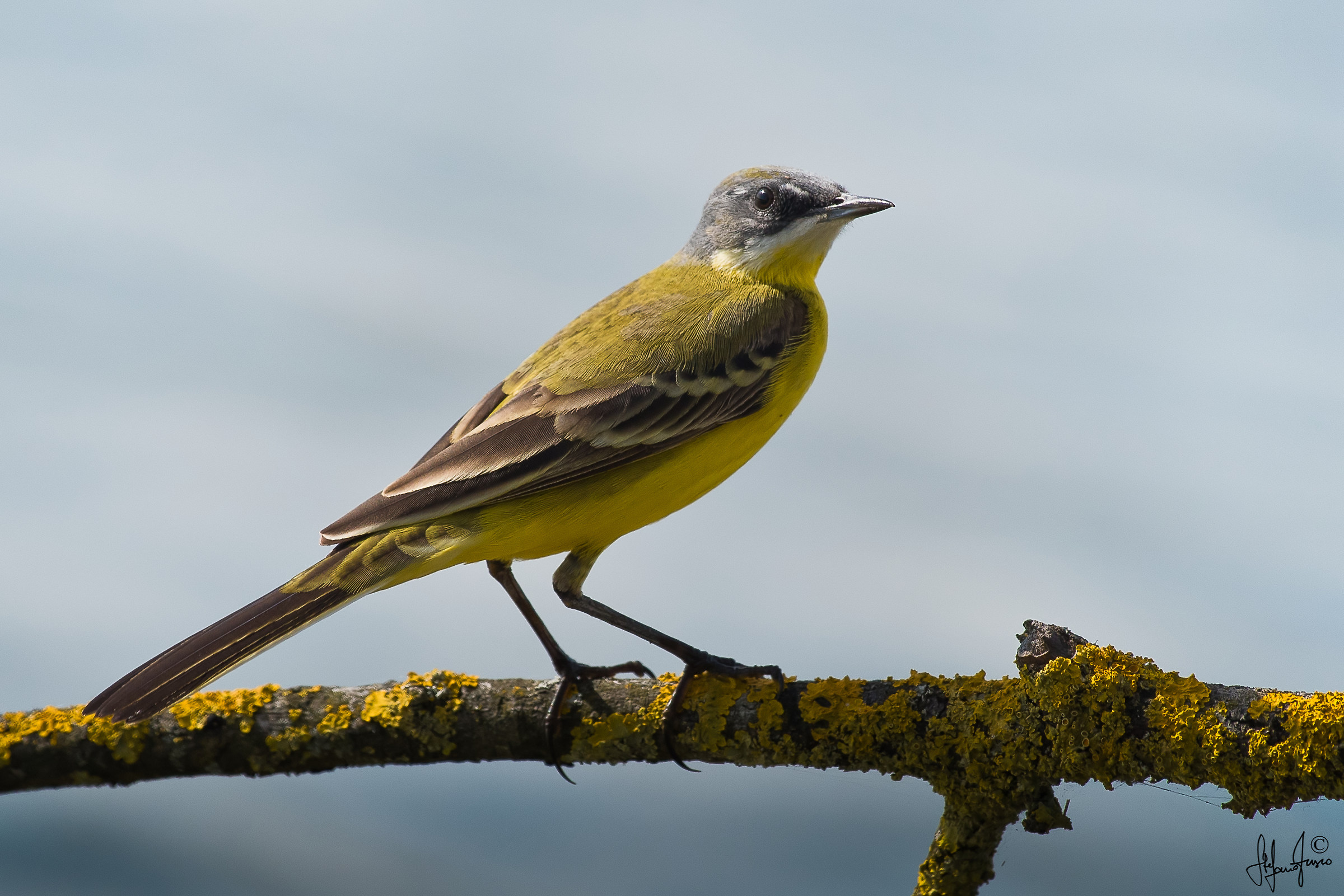 Cutrettola cinereocapilla-9468