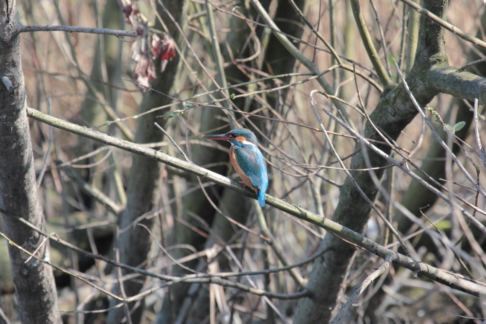 Kingfisher