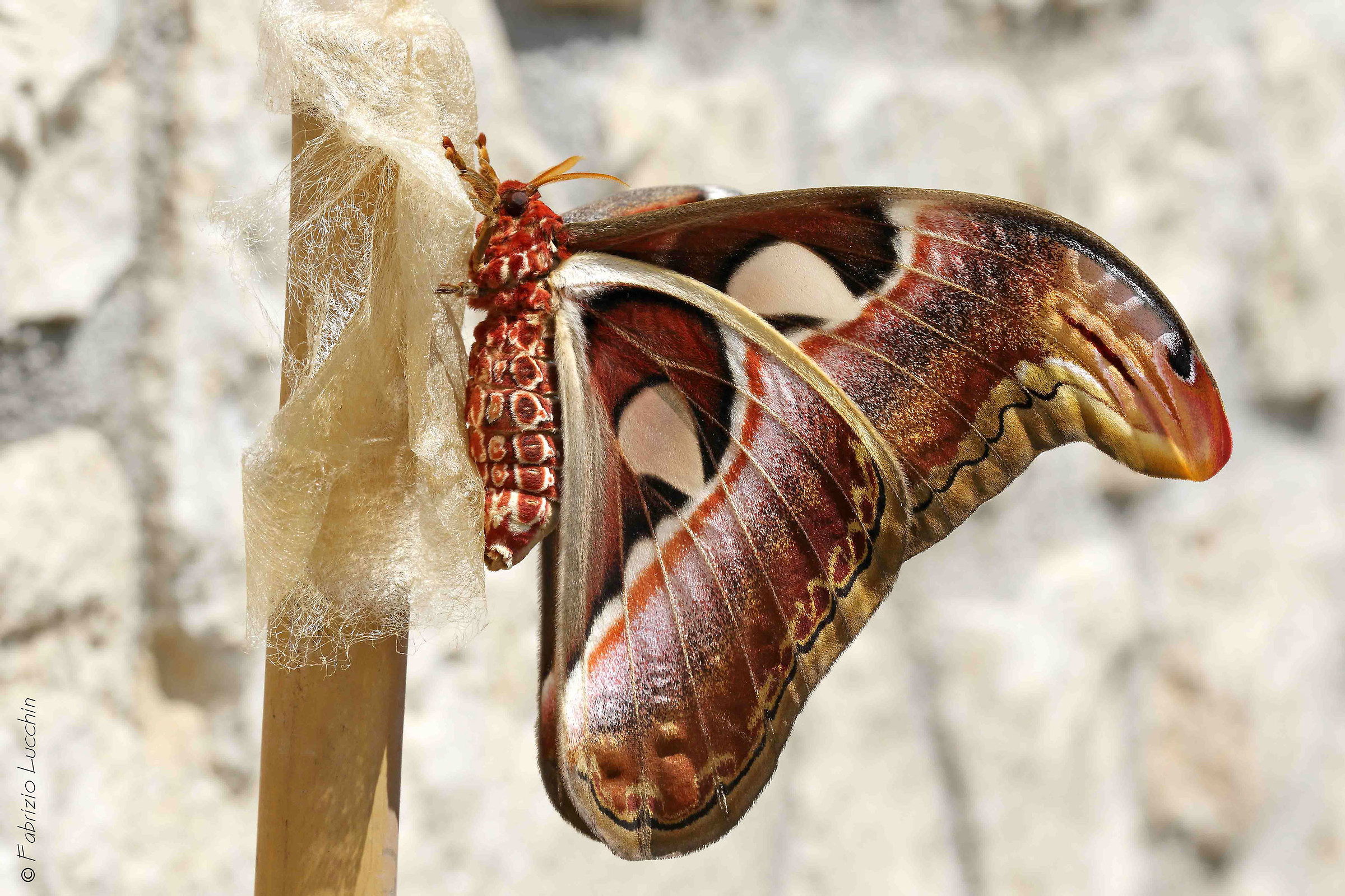 Attacus atlas F.