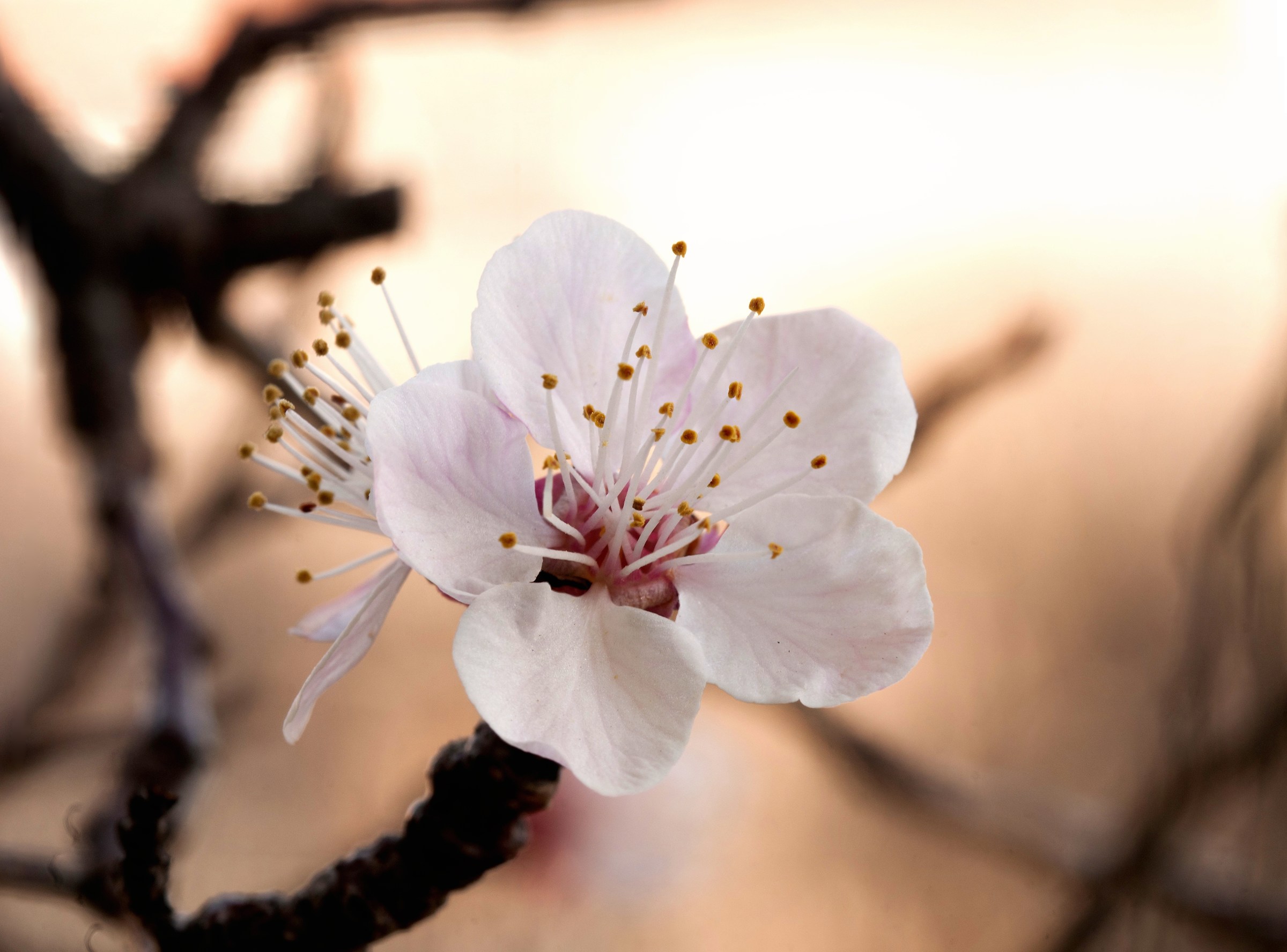 Fiore di albicocca